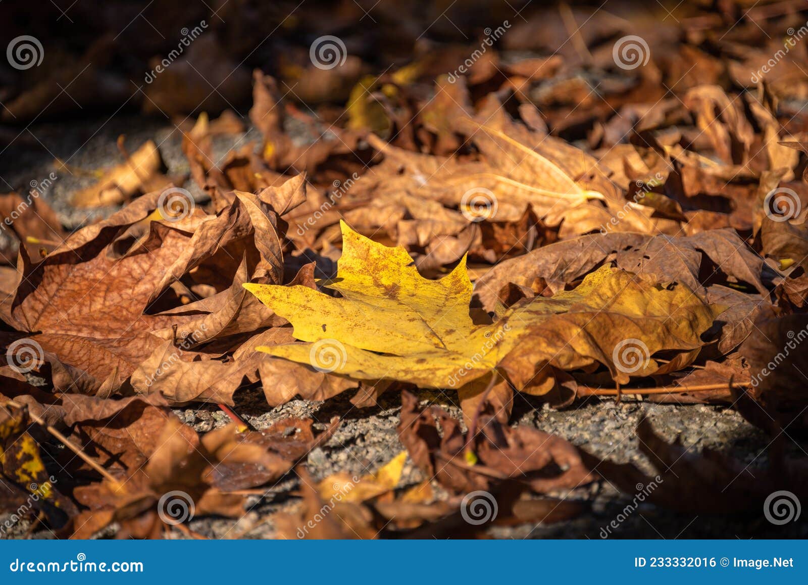 yellow and bug maple leaves lighted up with sun on autumn season