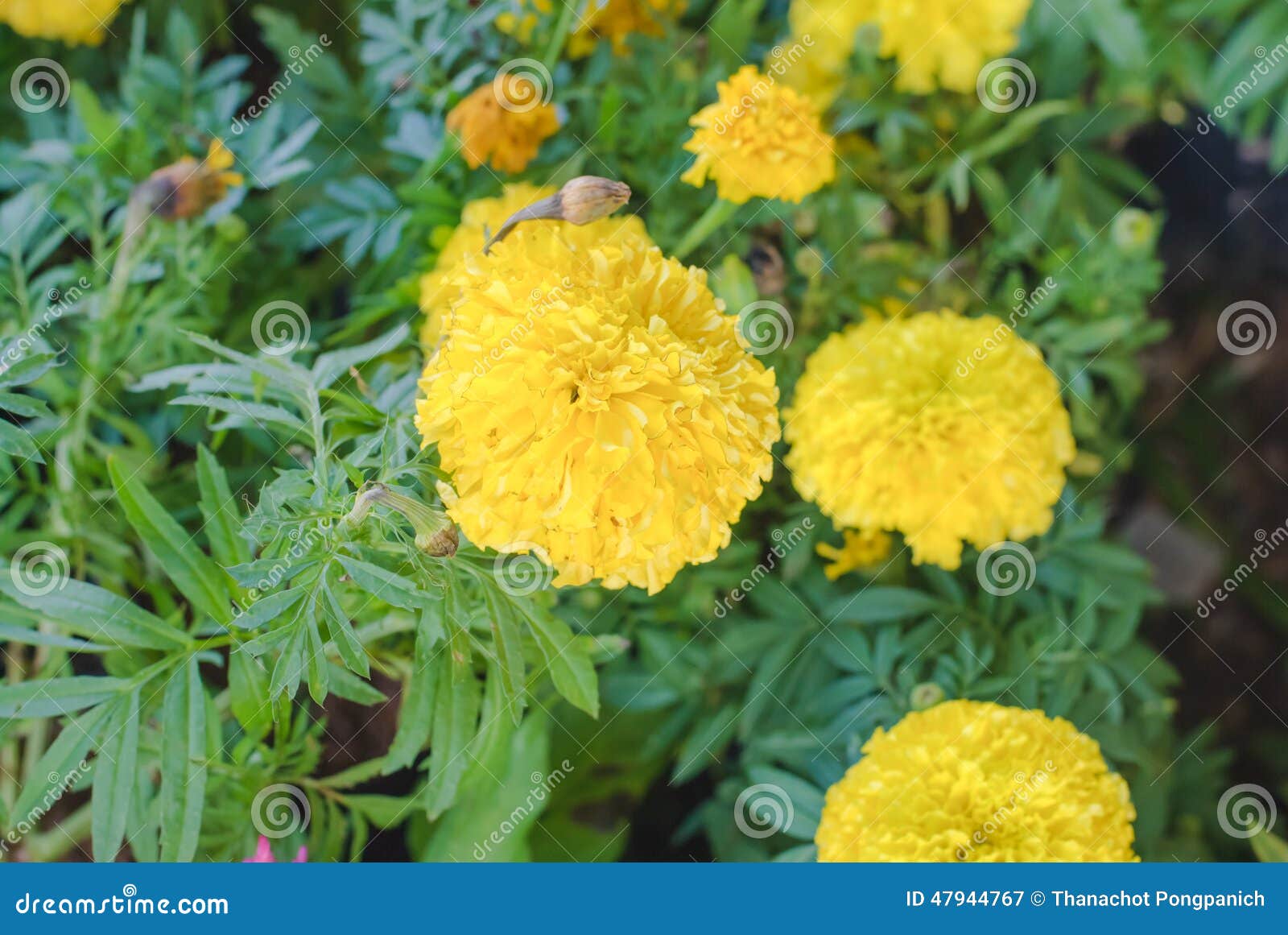 Bright yellow marigolds stock image. Image of herb, bright 47944767