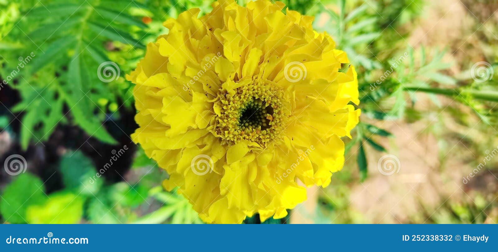 bright yellow marigolds tagetes  are blooming. they originate from america, where they grow wildly from new mexico and arizona
