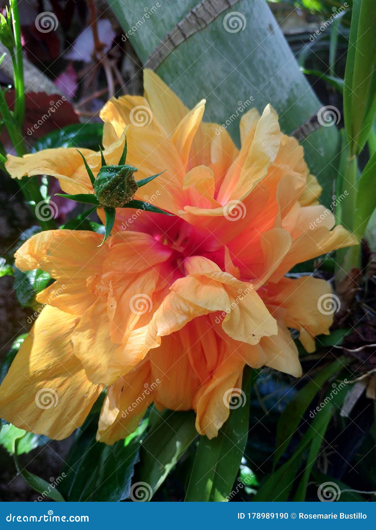 Bright Yellow Orange Gumamela Flower Stock Photo Image of bright