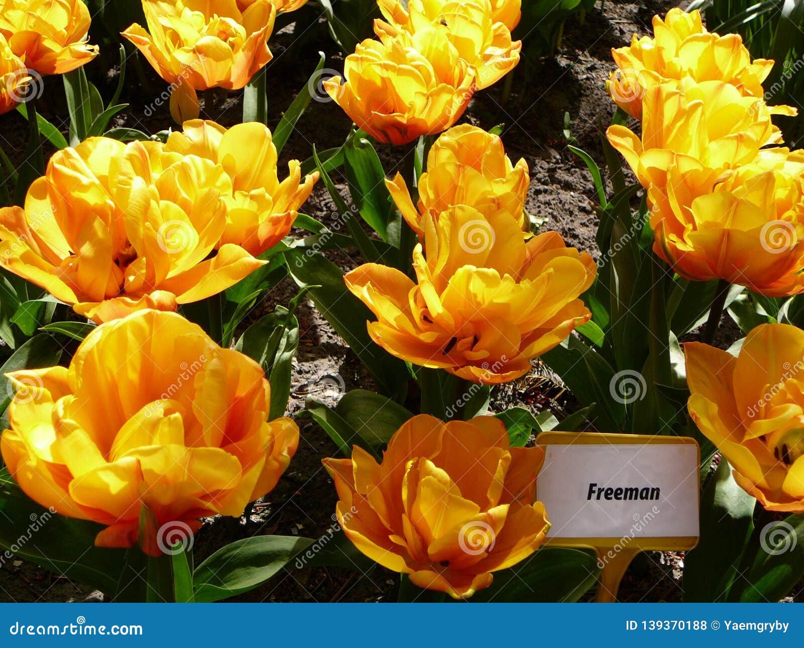 bright yellow orange peony tulips. tulip `freeman`.