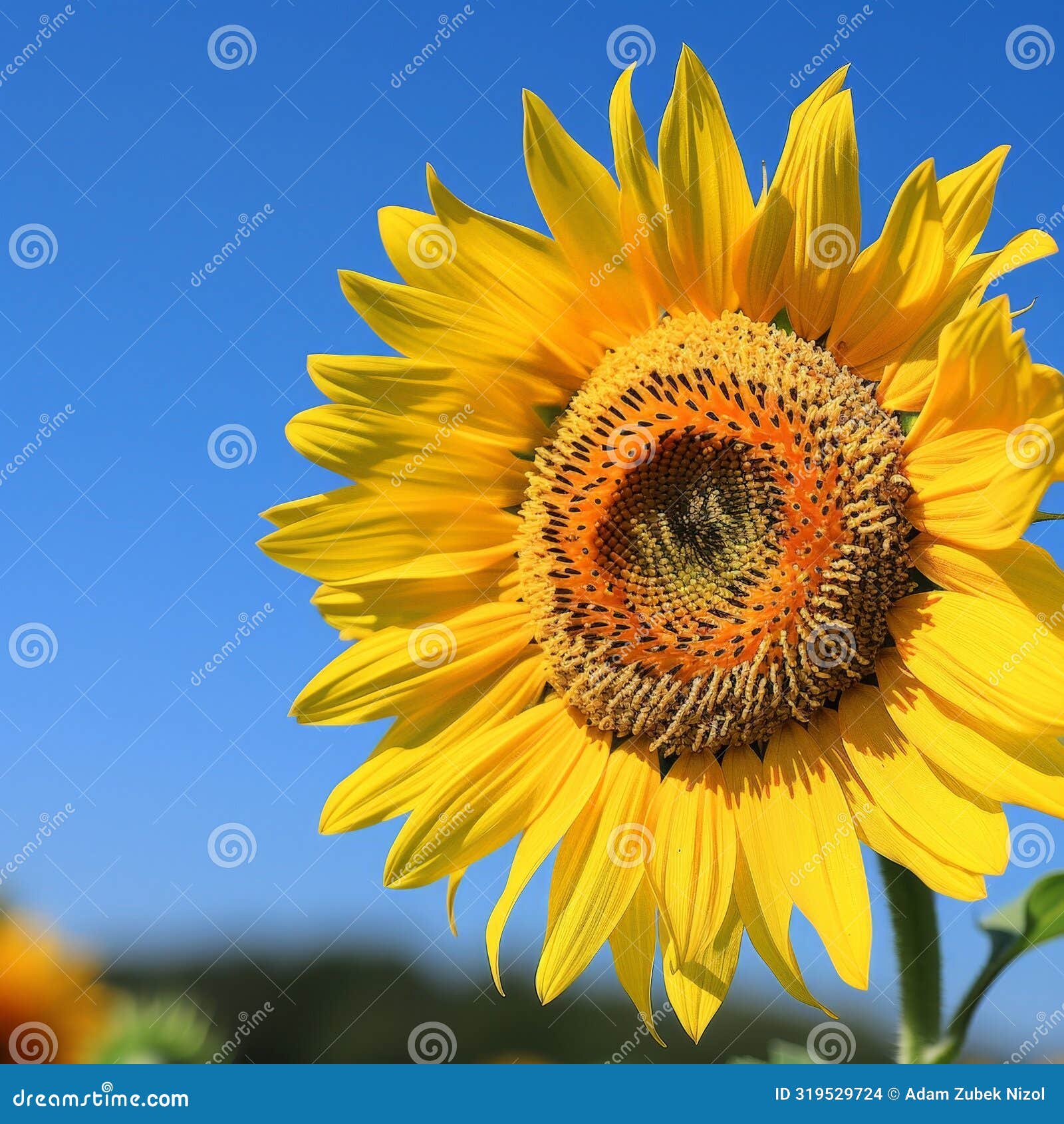 bright yellow sunflower against blue sky