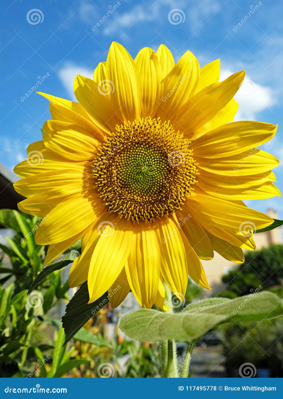 bright yellow sunflower growing in garden