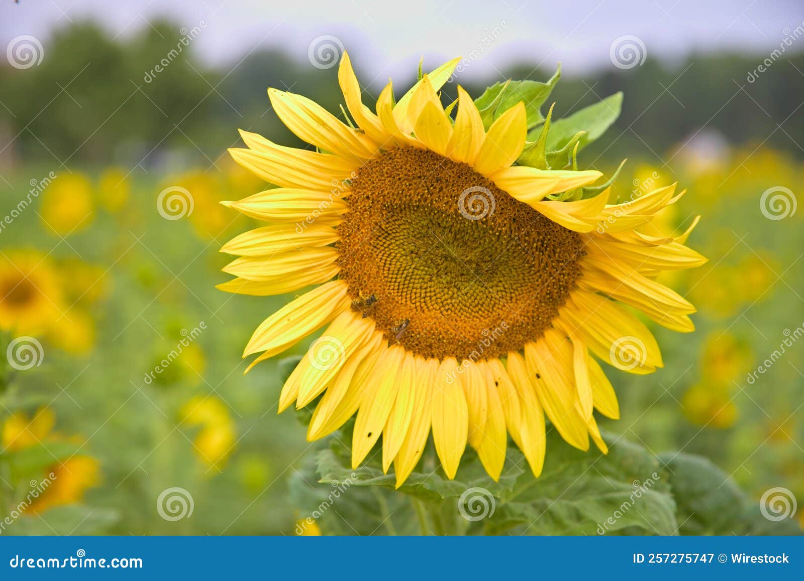 Bright Yellow Sunflower in the Field Great for a Wallpaper Stock