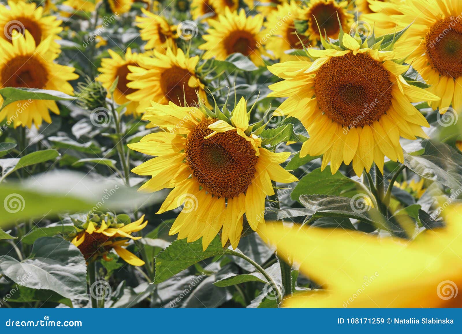 Featured image of post Yellow Flower Field Anime aesthetic flowers field flower field flower fields