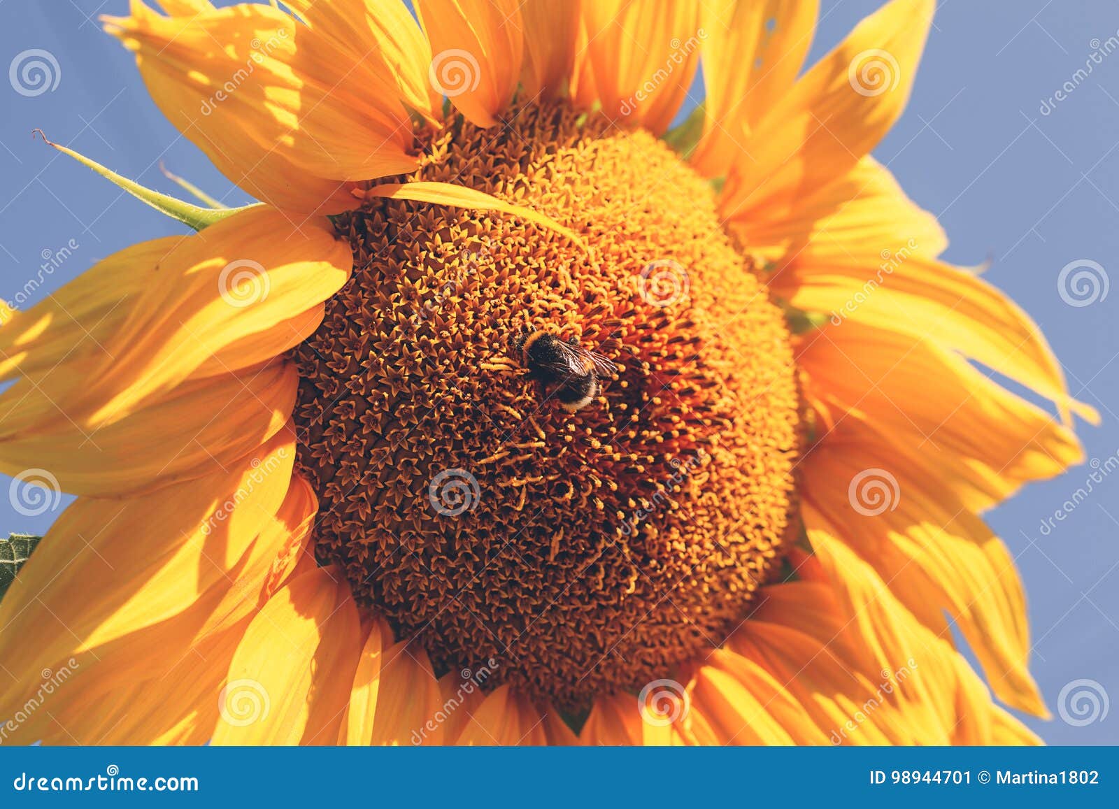 Bright Yellow Sunflower Over Blue Sky. Stock Image Image of blooming, beautiful 98944701