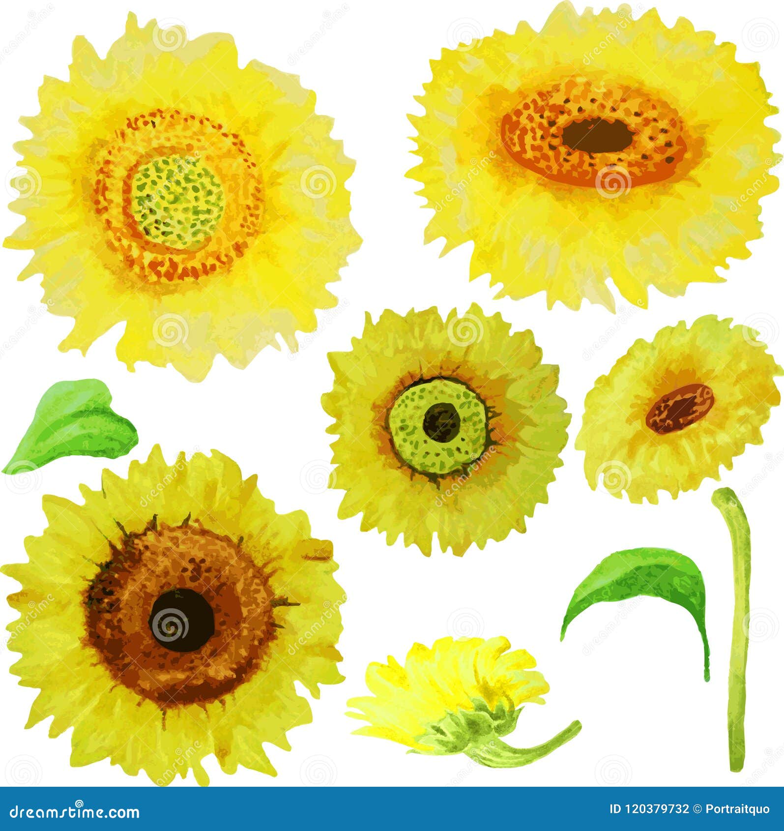 Download Yellow Watercolor Sunflowers Isolated On White Background ...