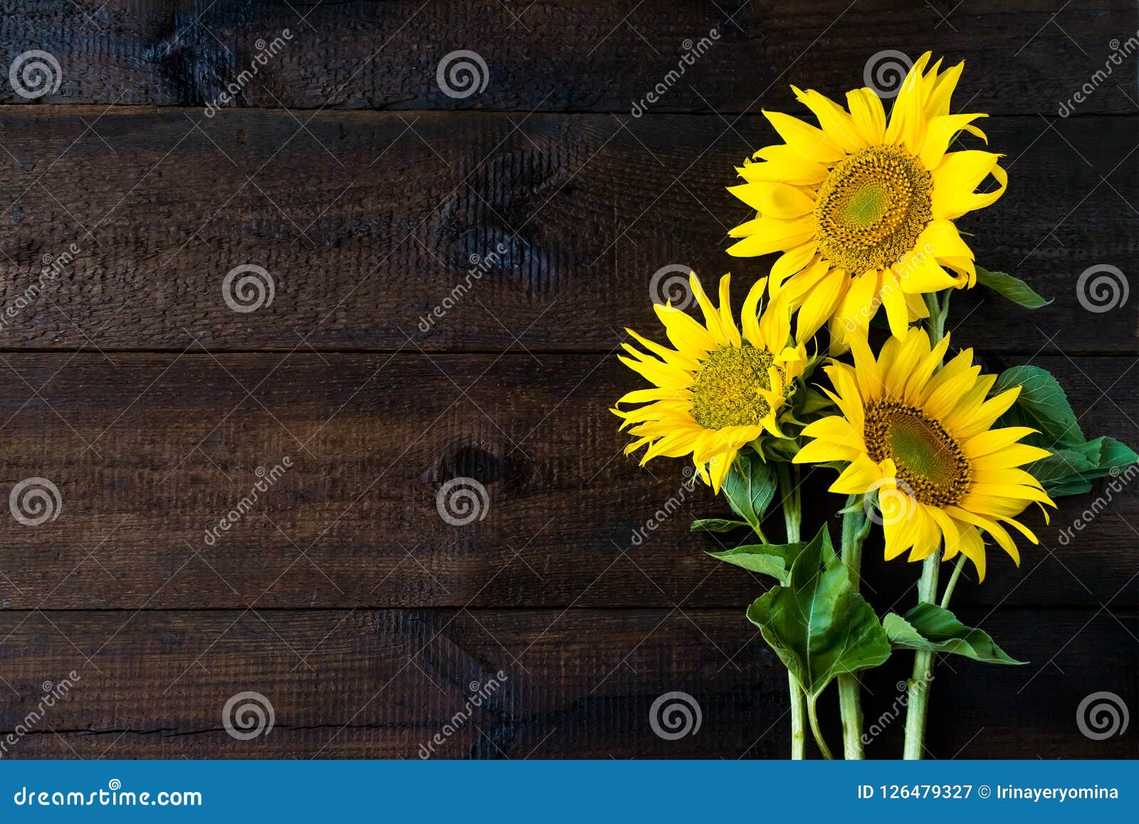 Bright Yellow Sunflowers on Natural Rustic Texture Wooden Board. Stock ...