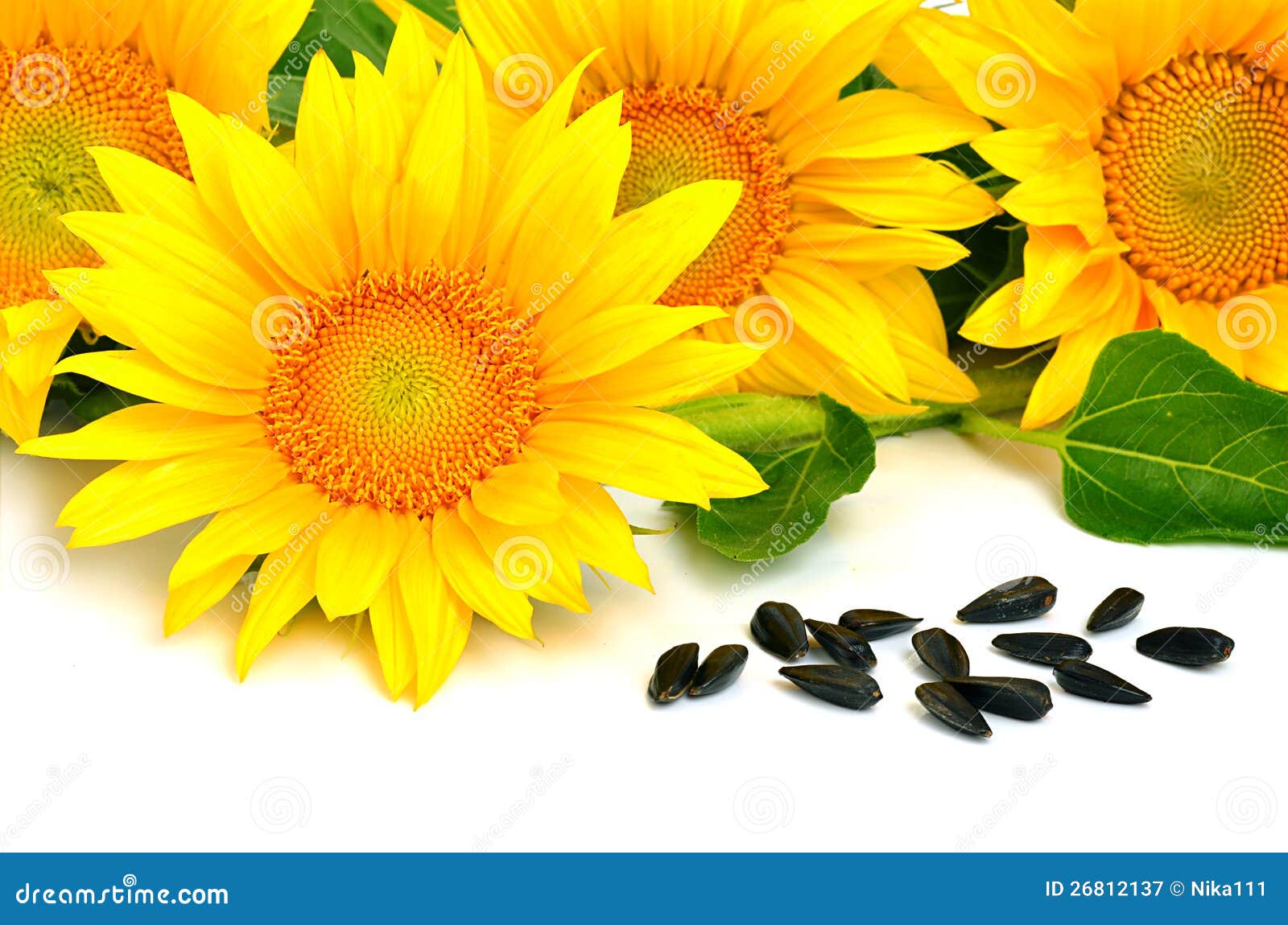 Bright Yellow Sunflowers and Sunflower Seeds Stock Image - Image of ...