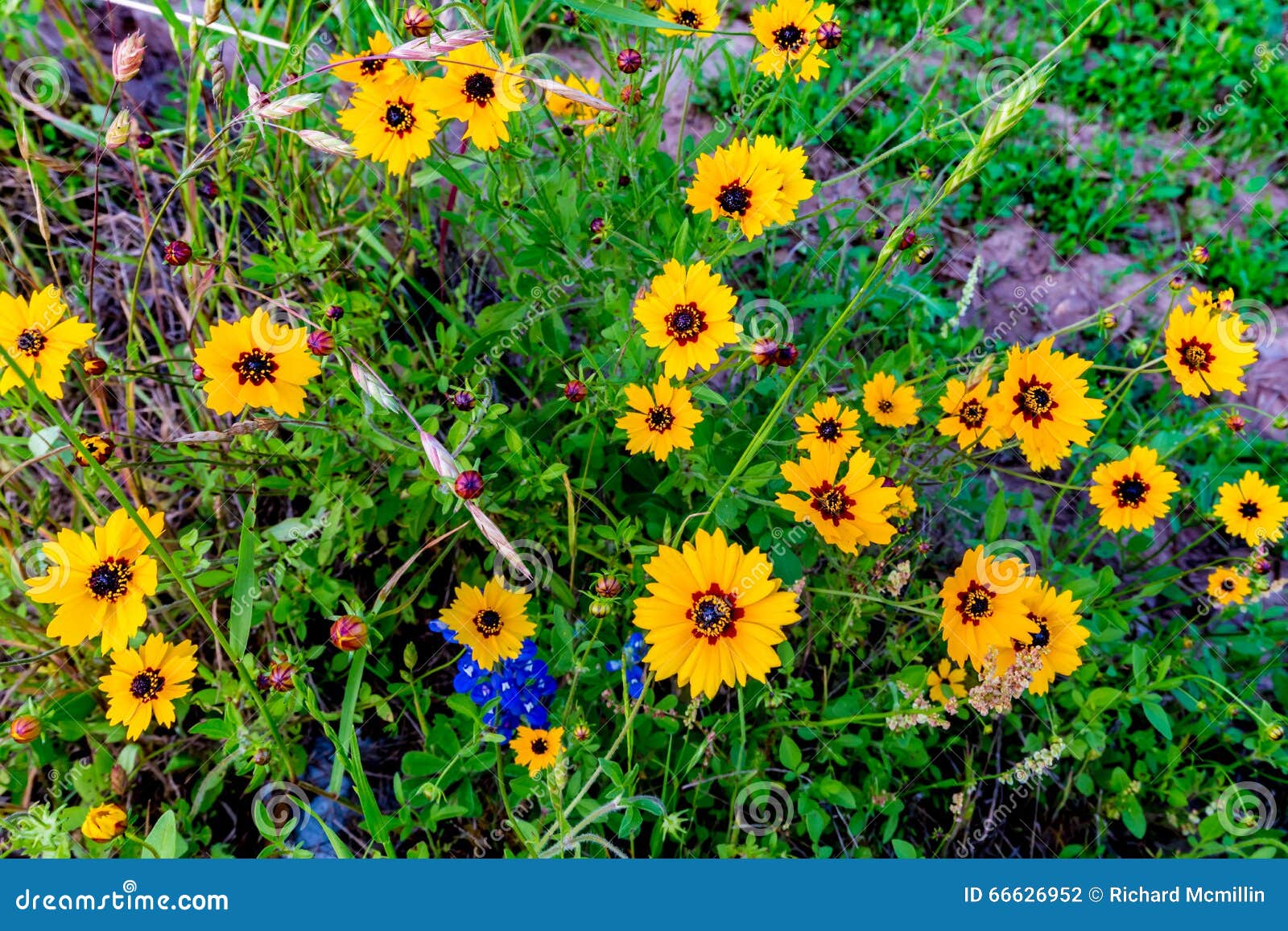 Yellow Texas Wildflowers Stock Image | CartoonDealer.com #217506211