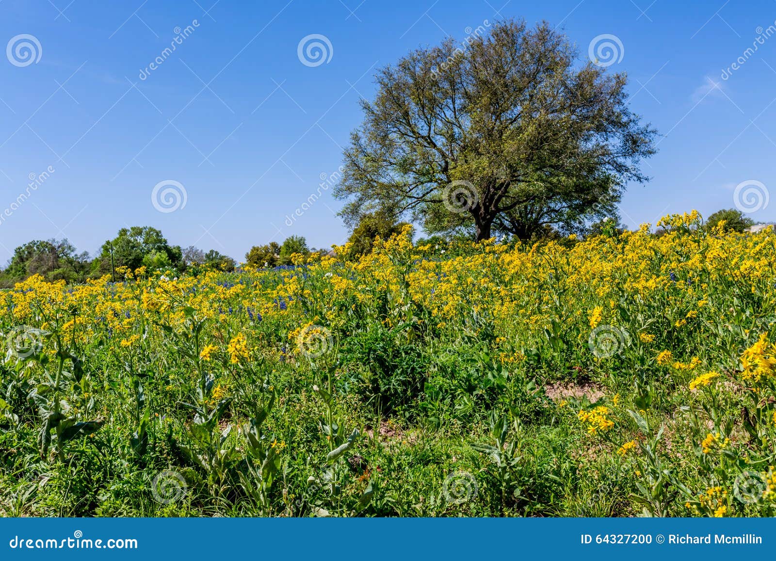 Bright Yellow Texas Wildflowers with Tree Stock Photo - Image of