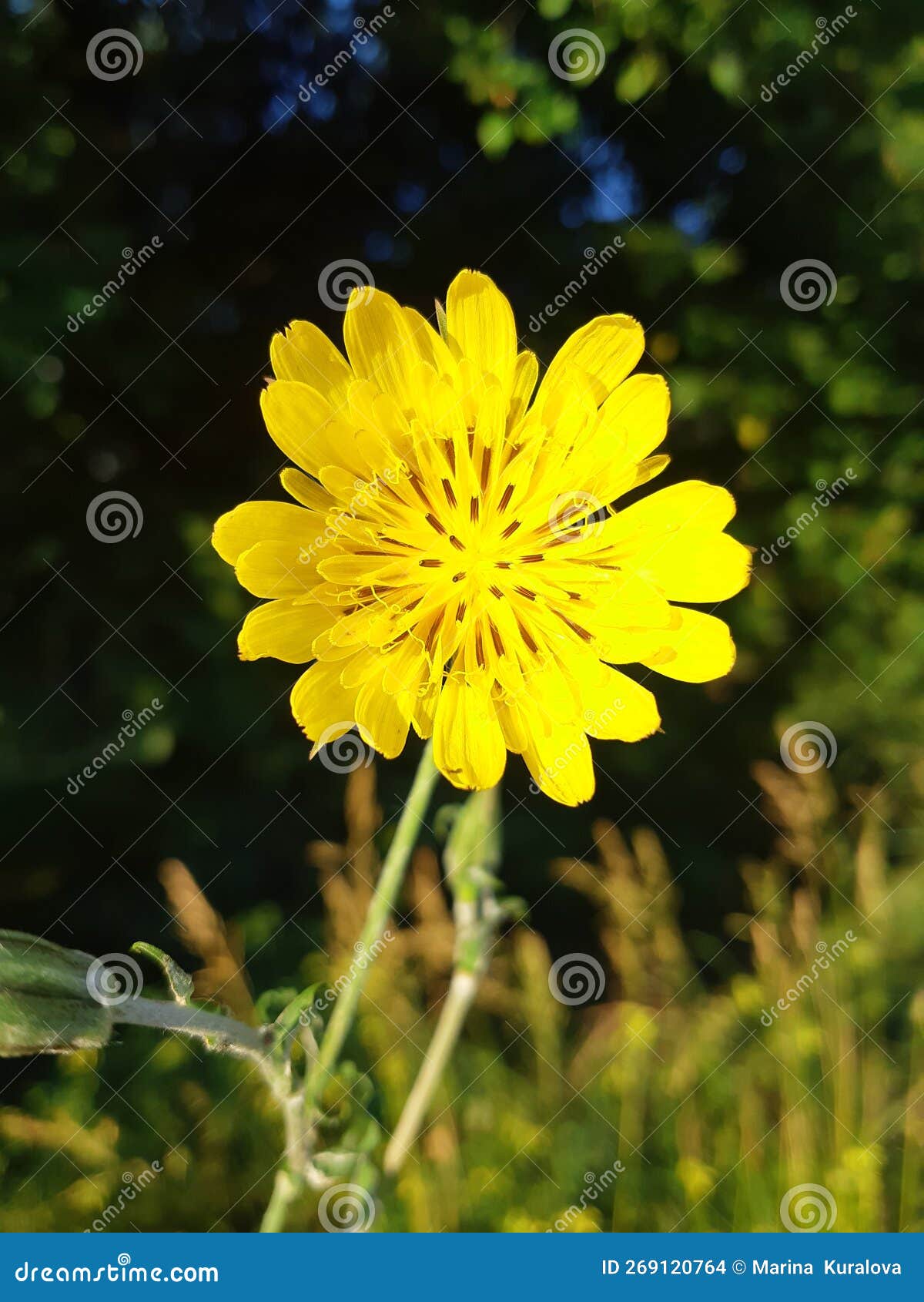 Bright Yellow Wildflower with Small Petals on a Thin Stem. Stock Photo