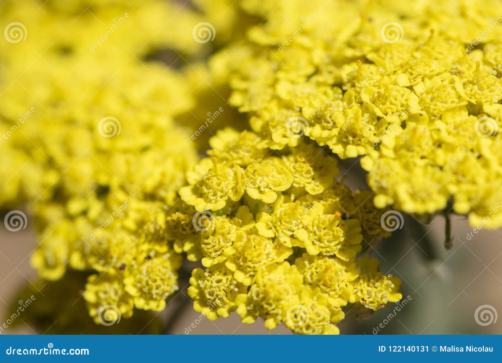 Bright Yellow Yarrow Flowers Stock Image - Image of romantic, gold ...