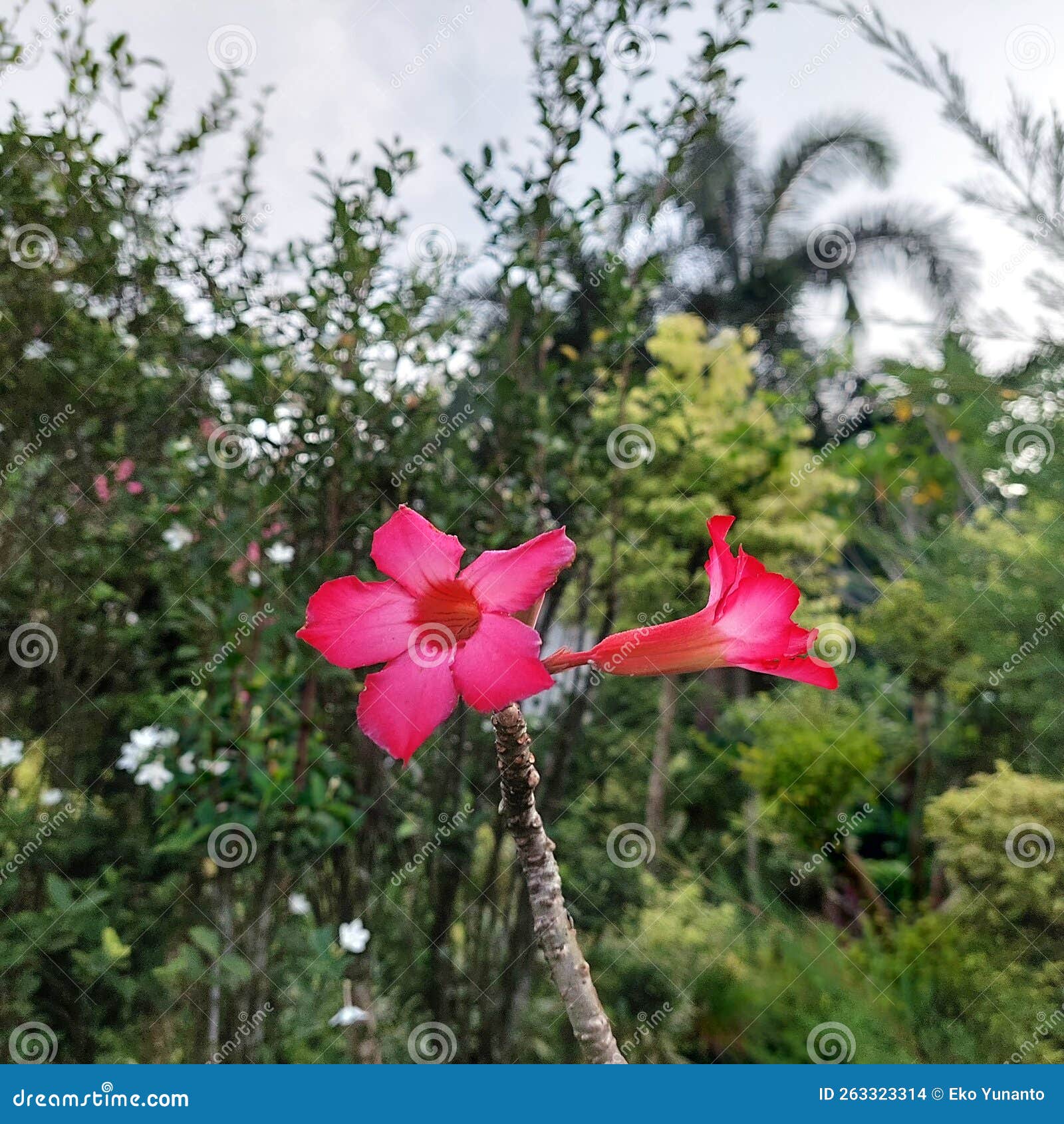 Brightly Colored Flowers, Red and Pink Stock Photo Image of leaf