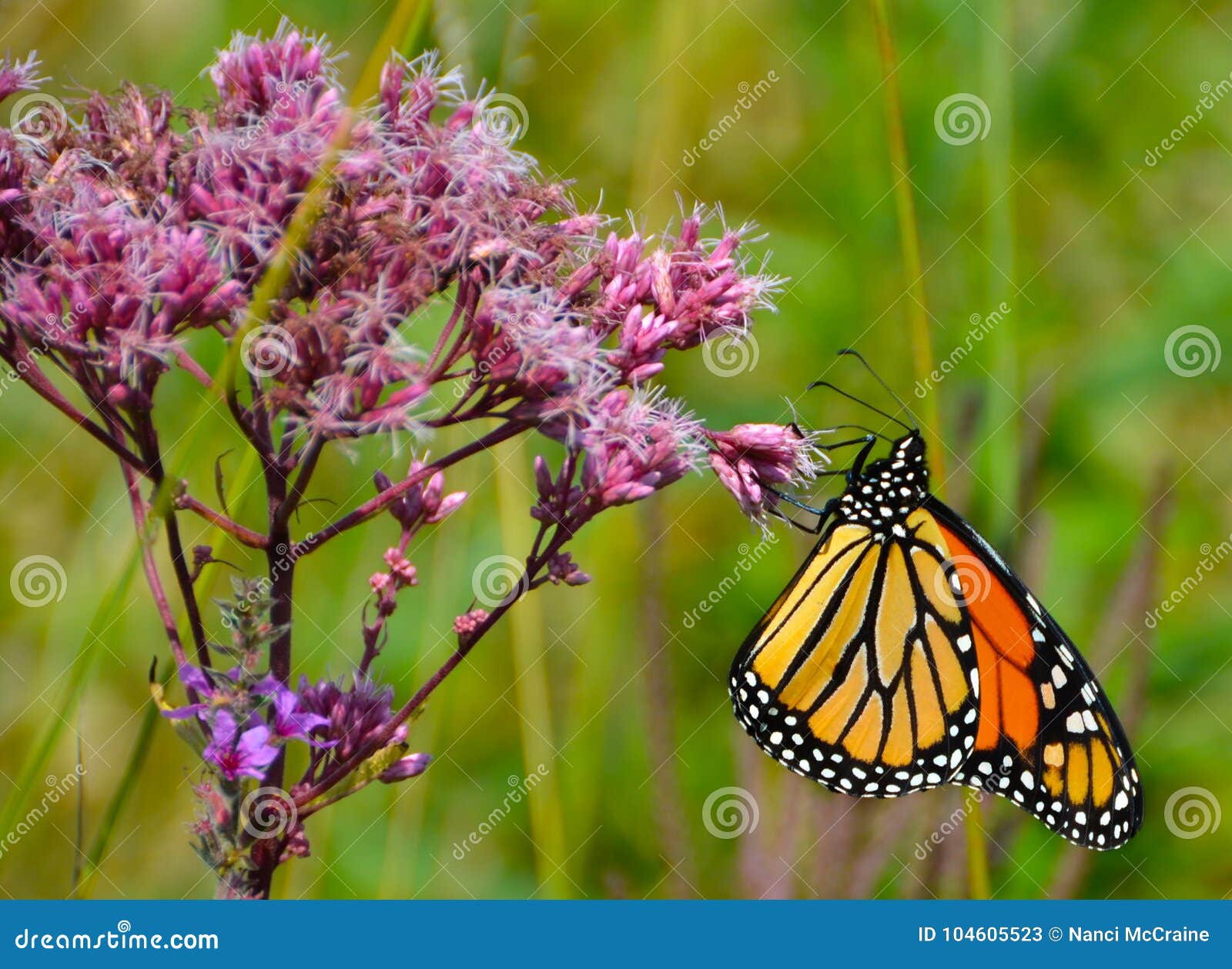 brightly colored monarch clutching joe pye weed pink flower