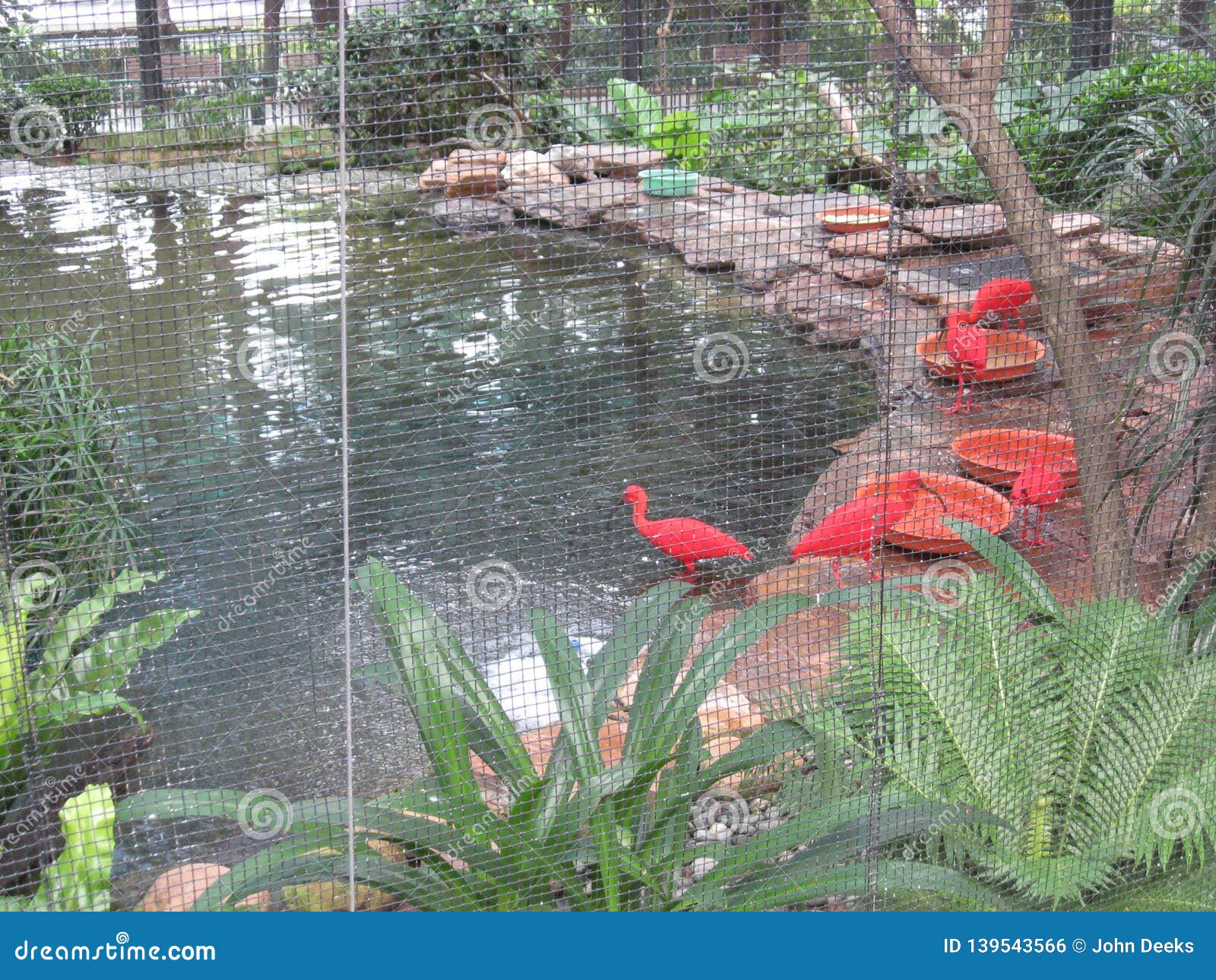 bright coloured birds at hong kong zoological & botanical gardens