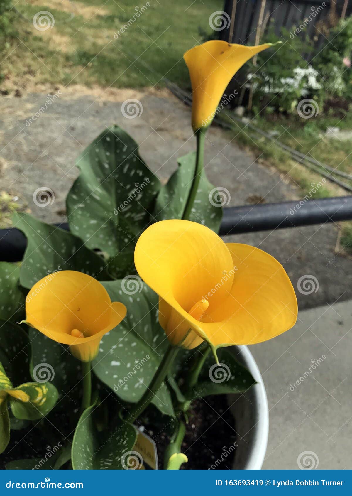 Brillante Calla Lilis Amarilla Imagen de archivo - Imagen de lirio, amarillo:  163693419