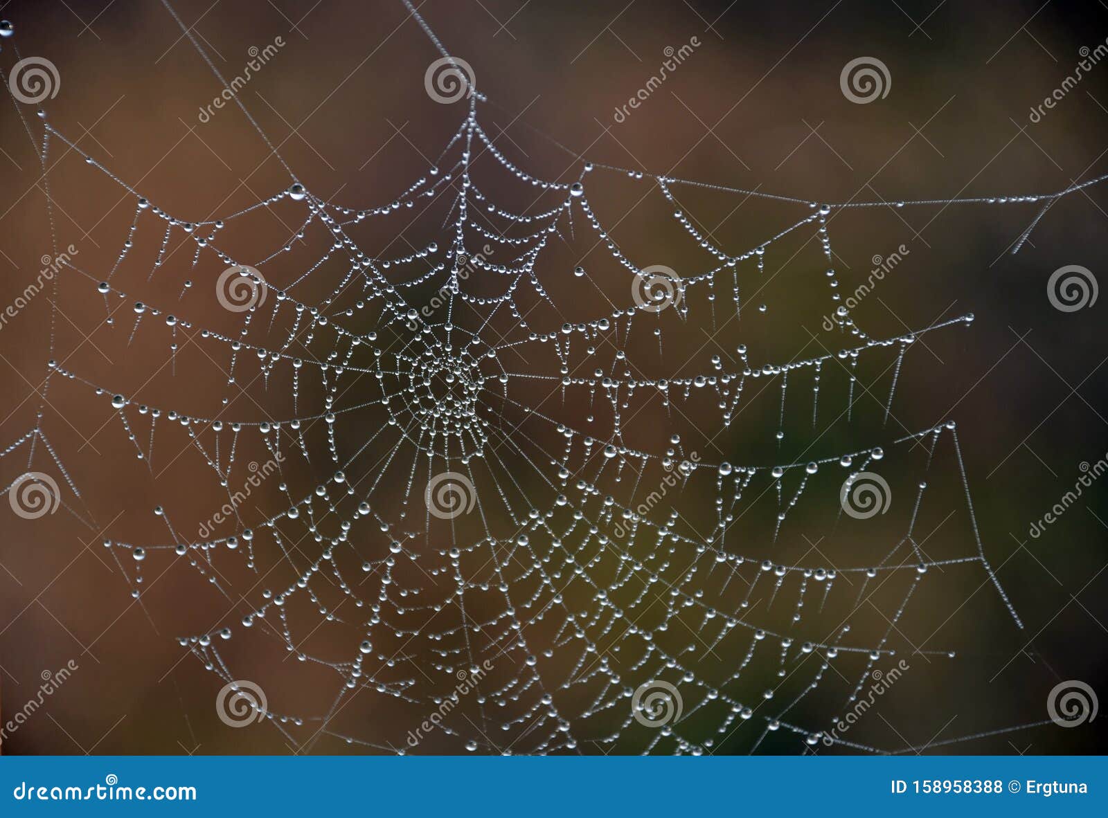 brilliant drops of dew on the spider web