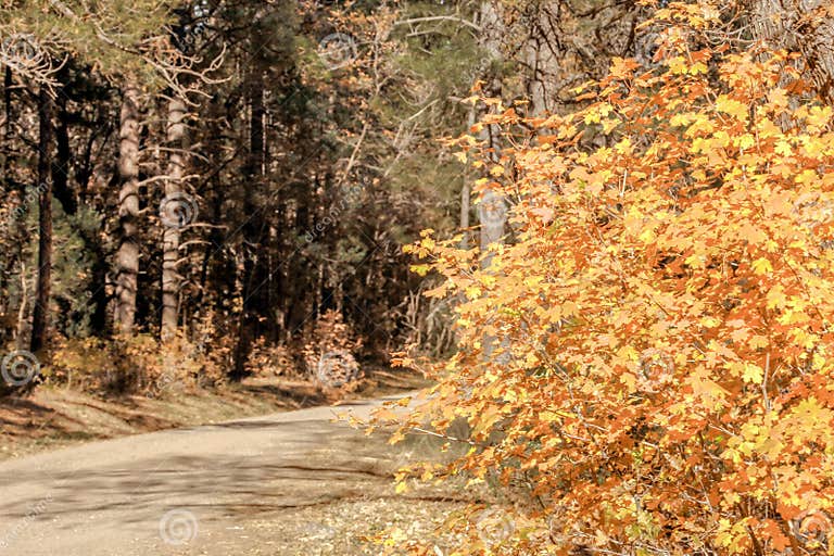 fourth of july canyon fall color 2025