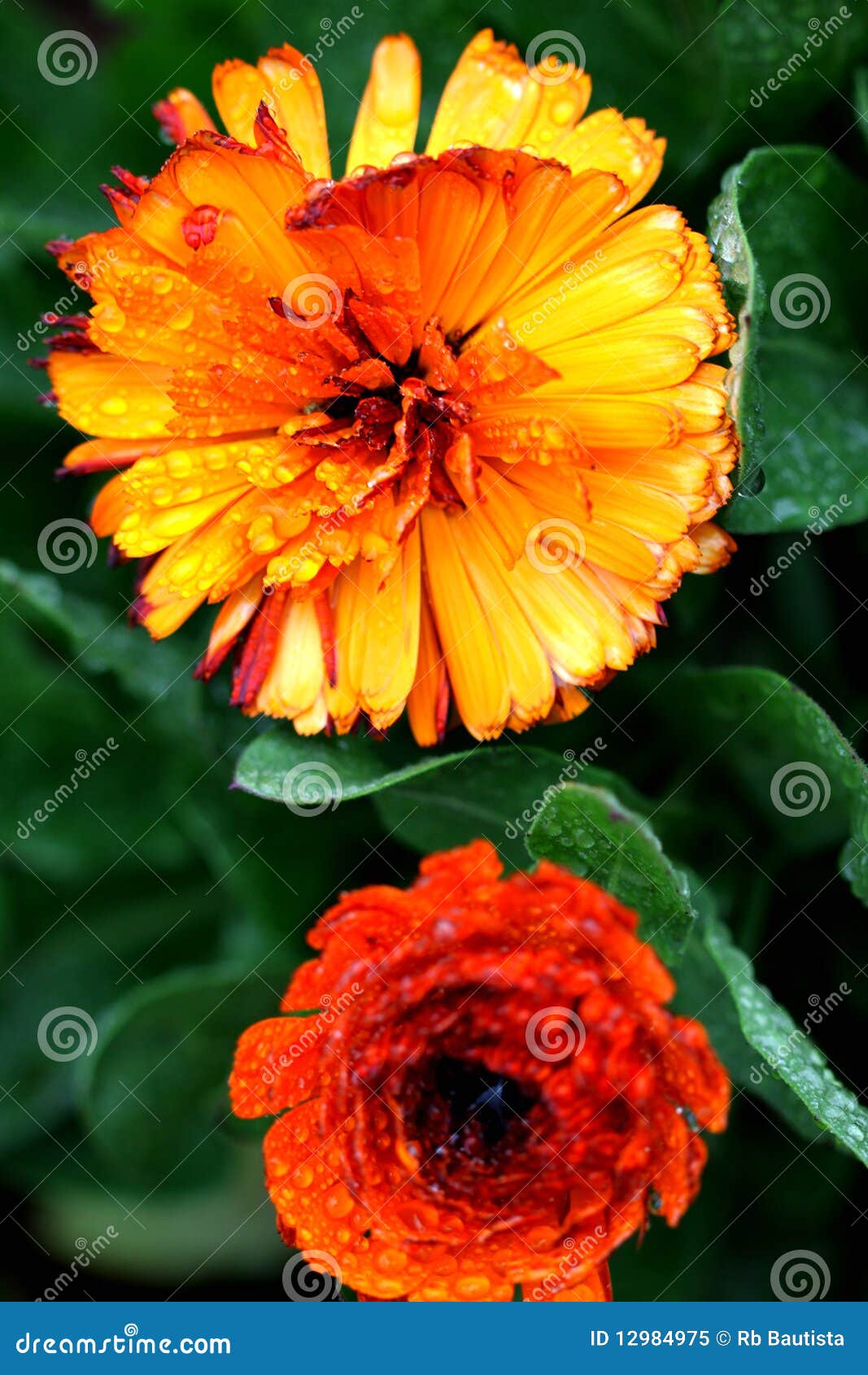 Brilliant Orange and Yellow Flowers Stock Image Image of macro, color