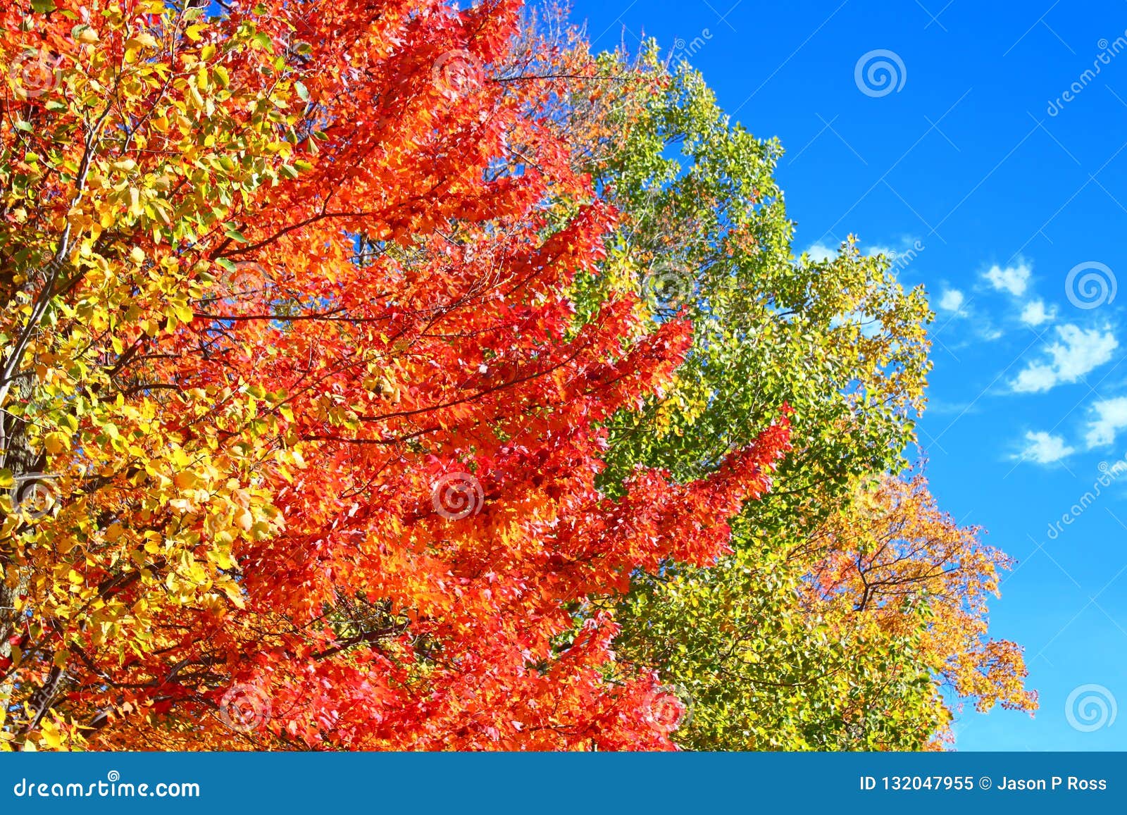 Michigan Autumn Colors stock image. Image of outdoors - 132047955