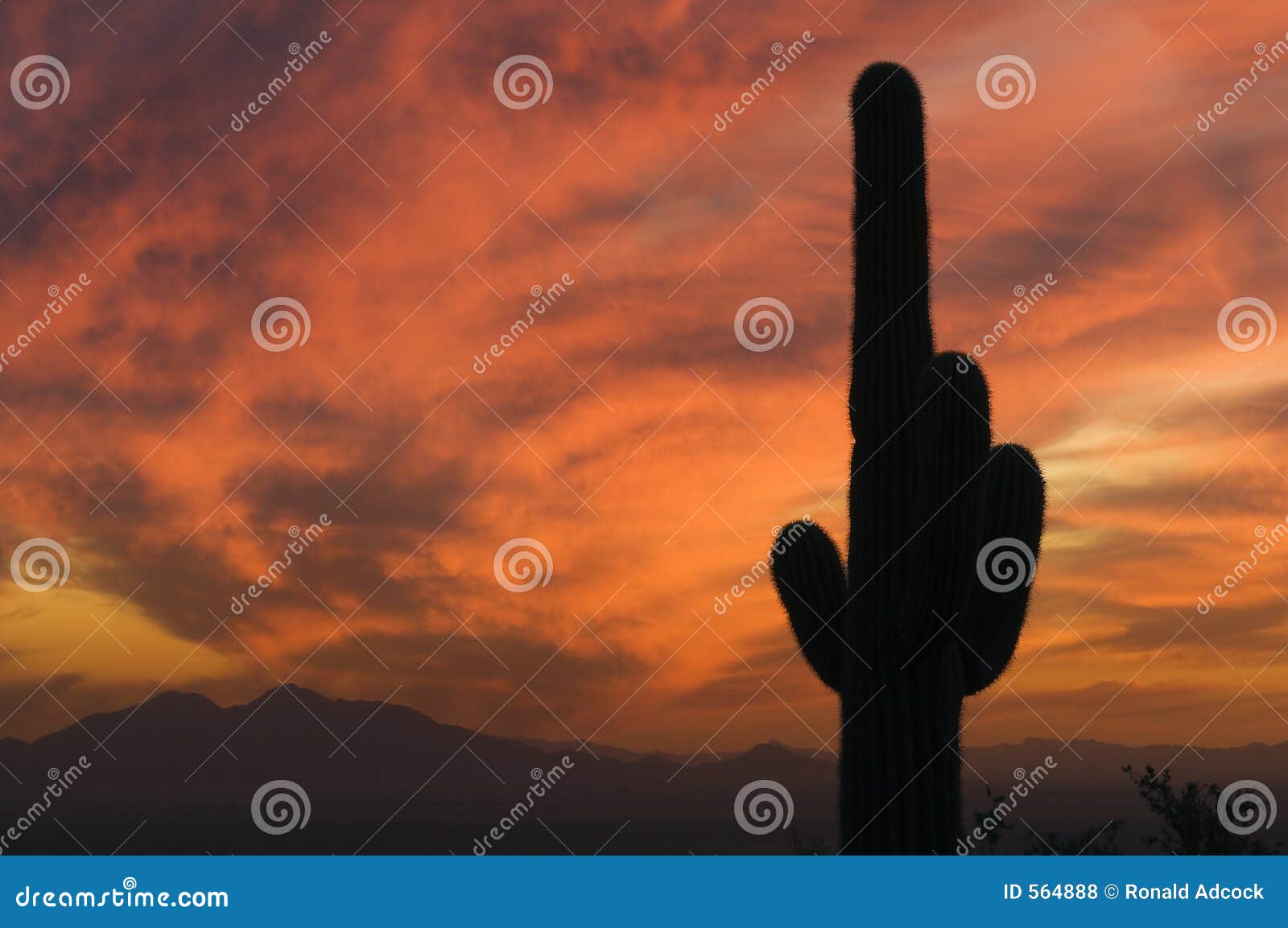 brilliant sunset over saguaro cactus and arizona's sonoran deser
