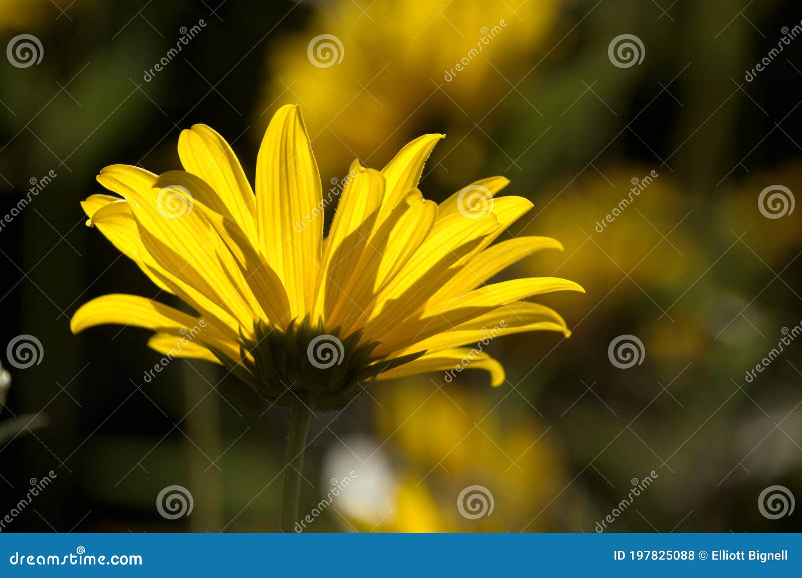 jerusalem artichoke flowering in swiss cottage garden in strong sunlight