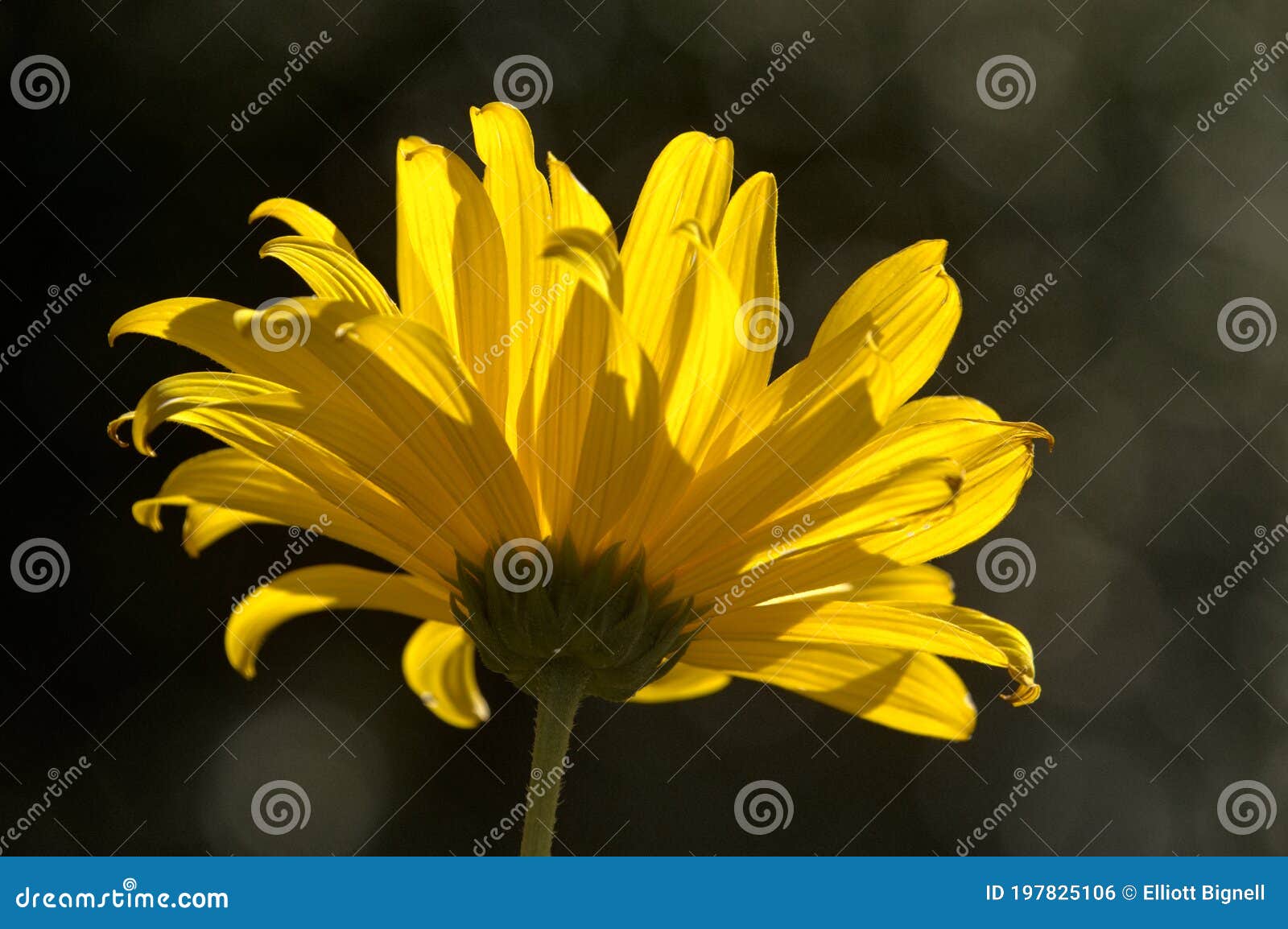 jerusalem artichoke flowering in swiss cottage garden in strong sunlight