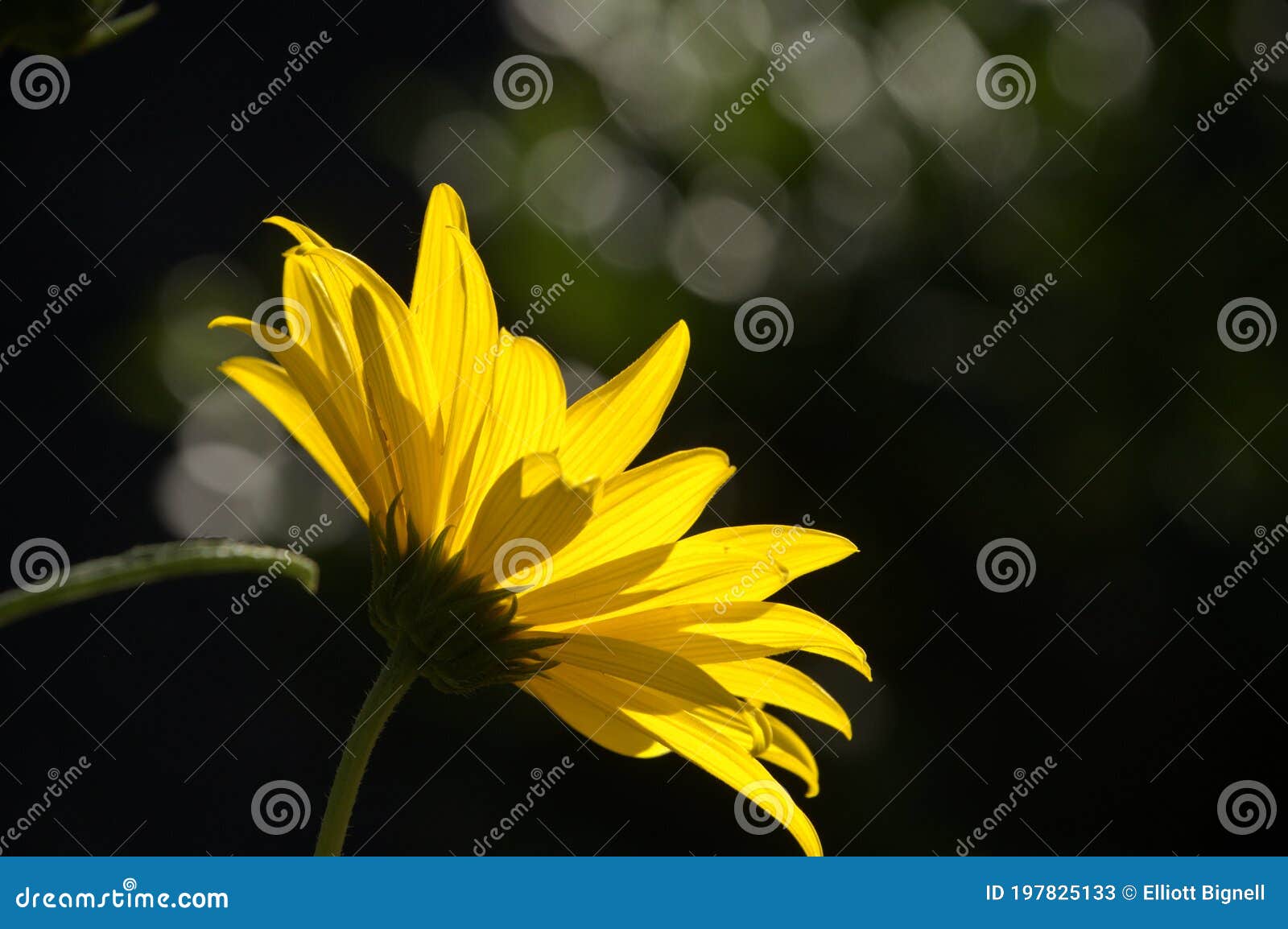 jerusalem artichoke flowering in swiss cottage garden in strong sunlight