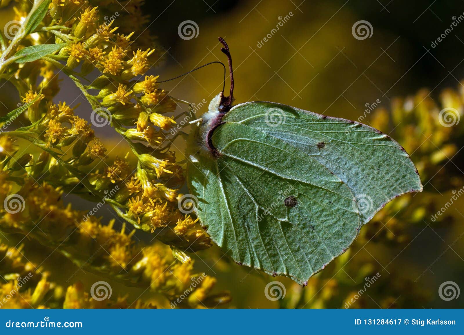 brimstone butterfly, gonepteryx rhamni on the flower