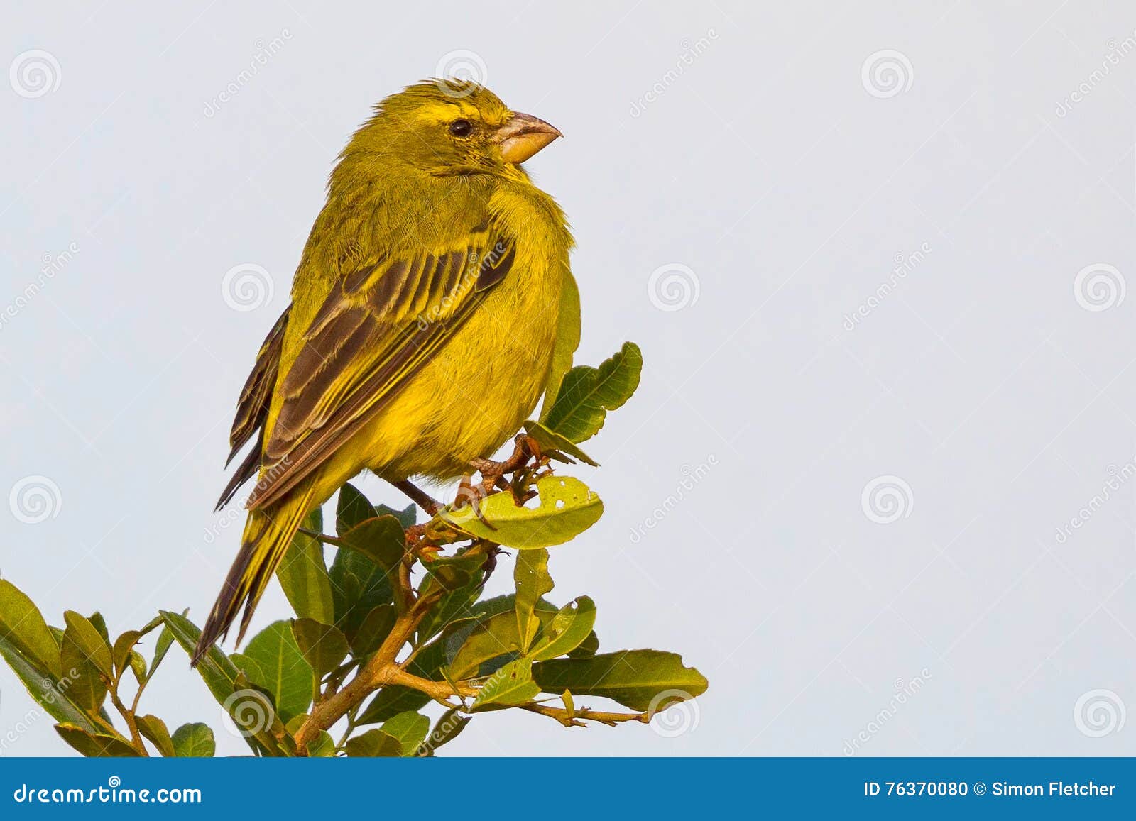 brimstone canary, perched