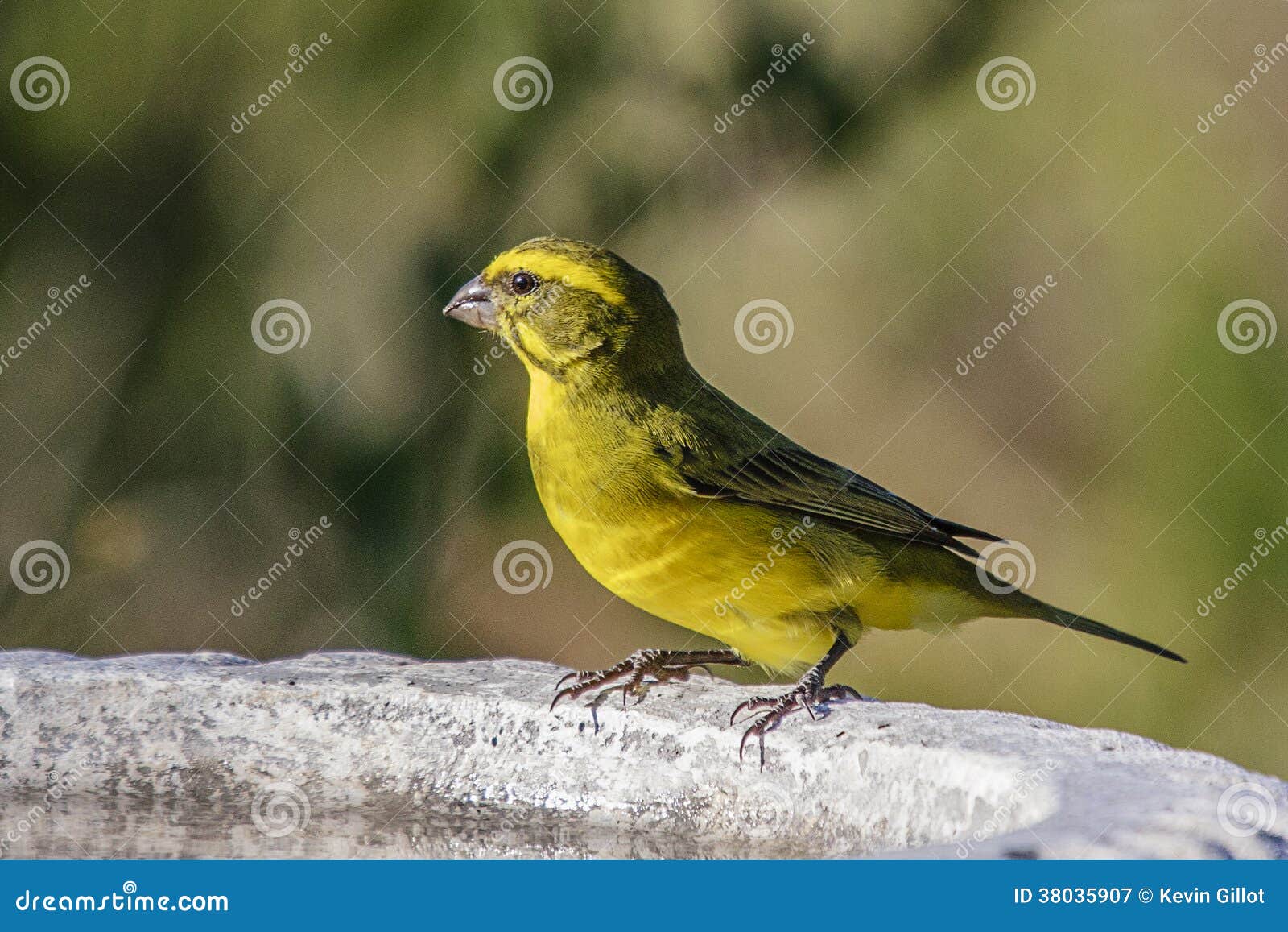 Brimstone Canary (Serinus Sulphuratus) Stock Image Image of brimstone