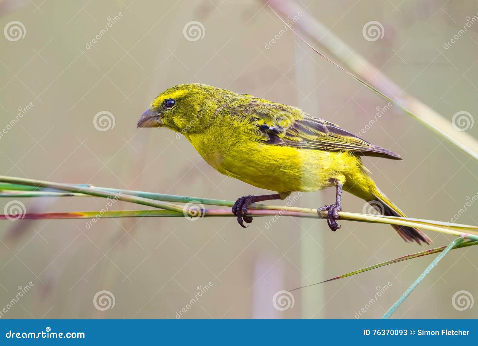 brimstone canary, on twigs