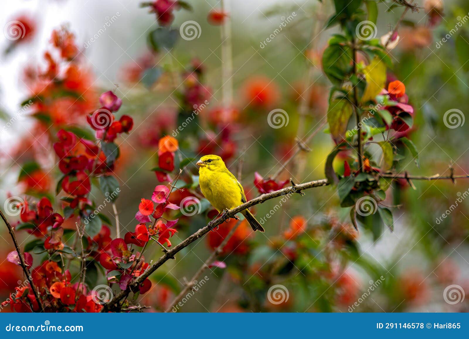 Brimstone Canary Uganda Resort Stock Photo Image of bird, woodland