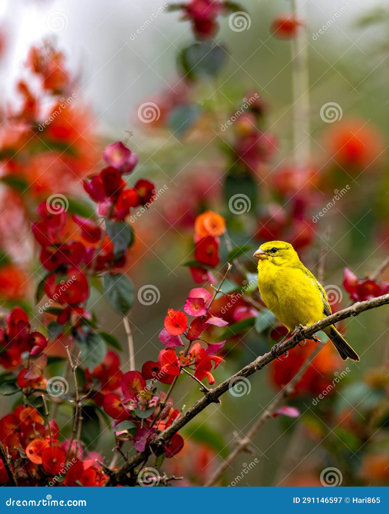 Brimstone Canary Uganda Resort Stock Illustration Illustration of