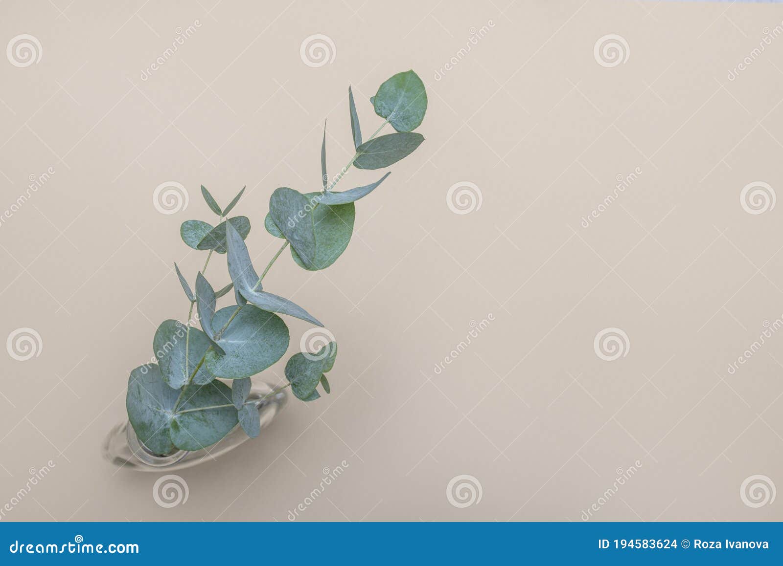 Branche D'eucalyptus Et Enveloppe Verte Avec Espace De Copie