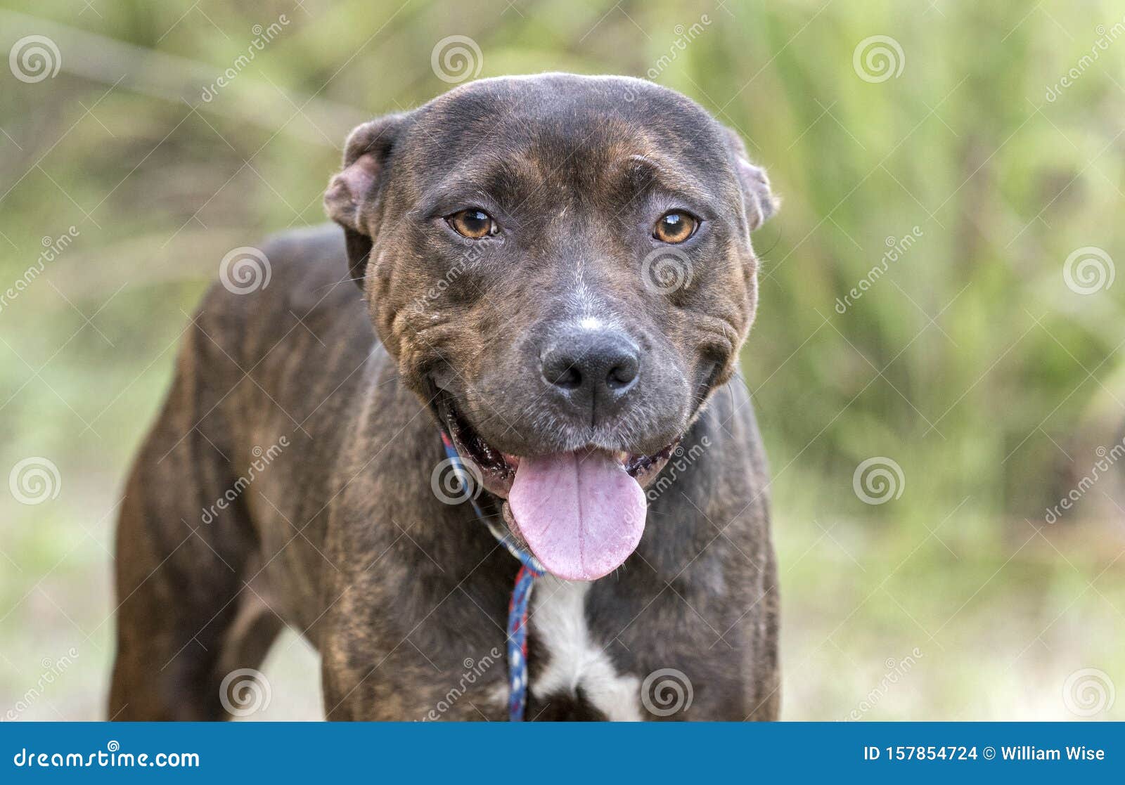 brindle pit terrier