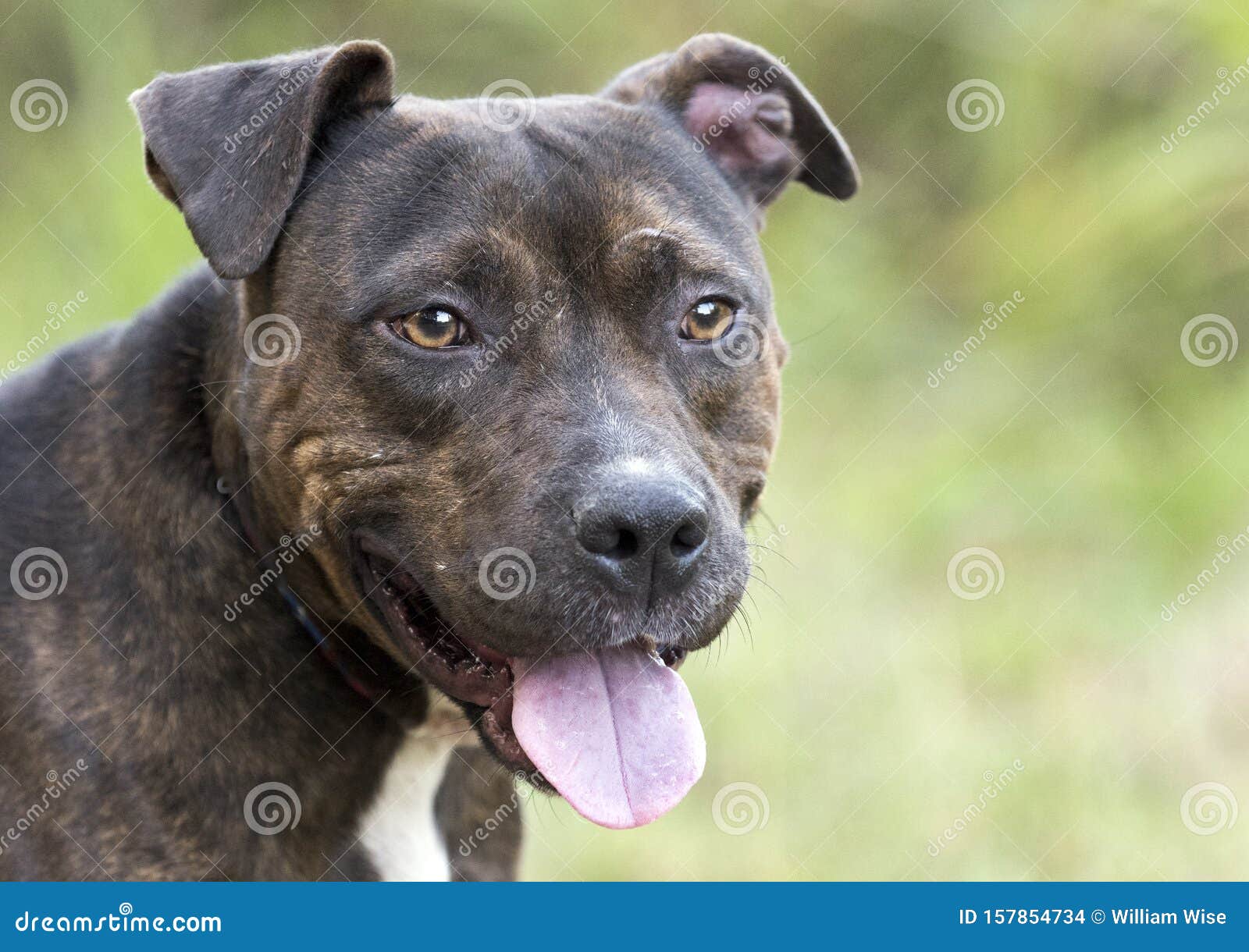 american bull terrier brindle