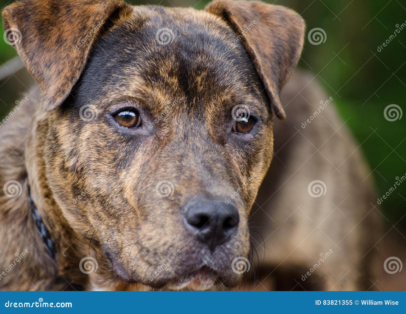 terrier brindle mix