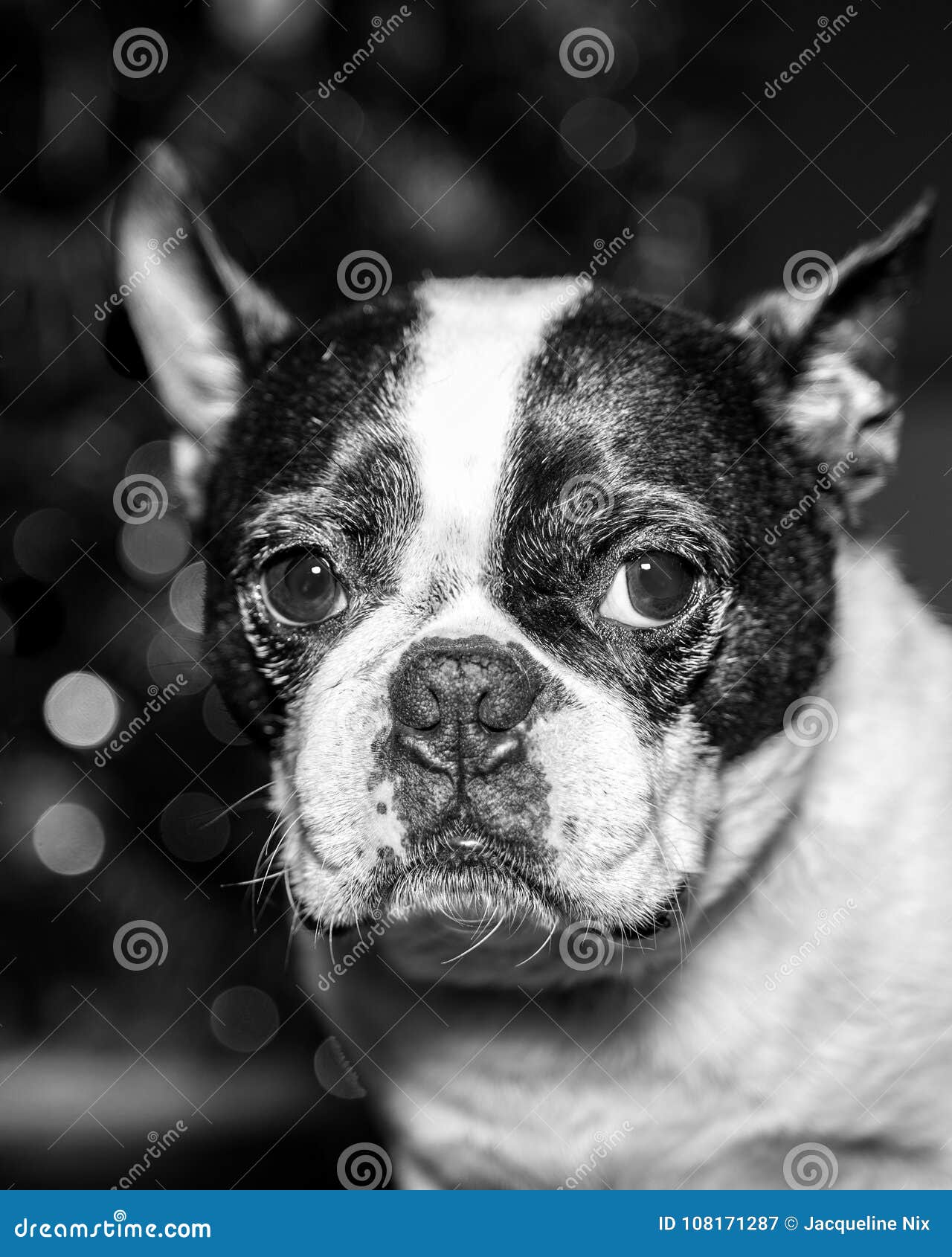 Boston Terrier Portrait In Black And White Stock Image - Image of eyes ...