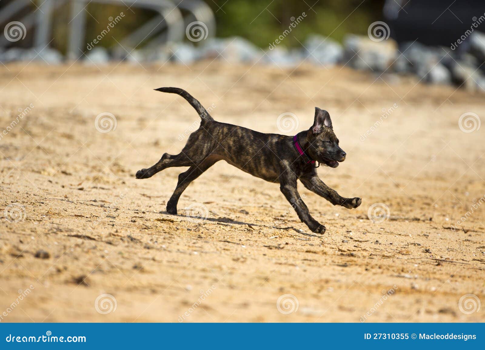 brindle lab dog