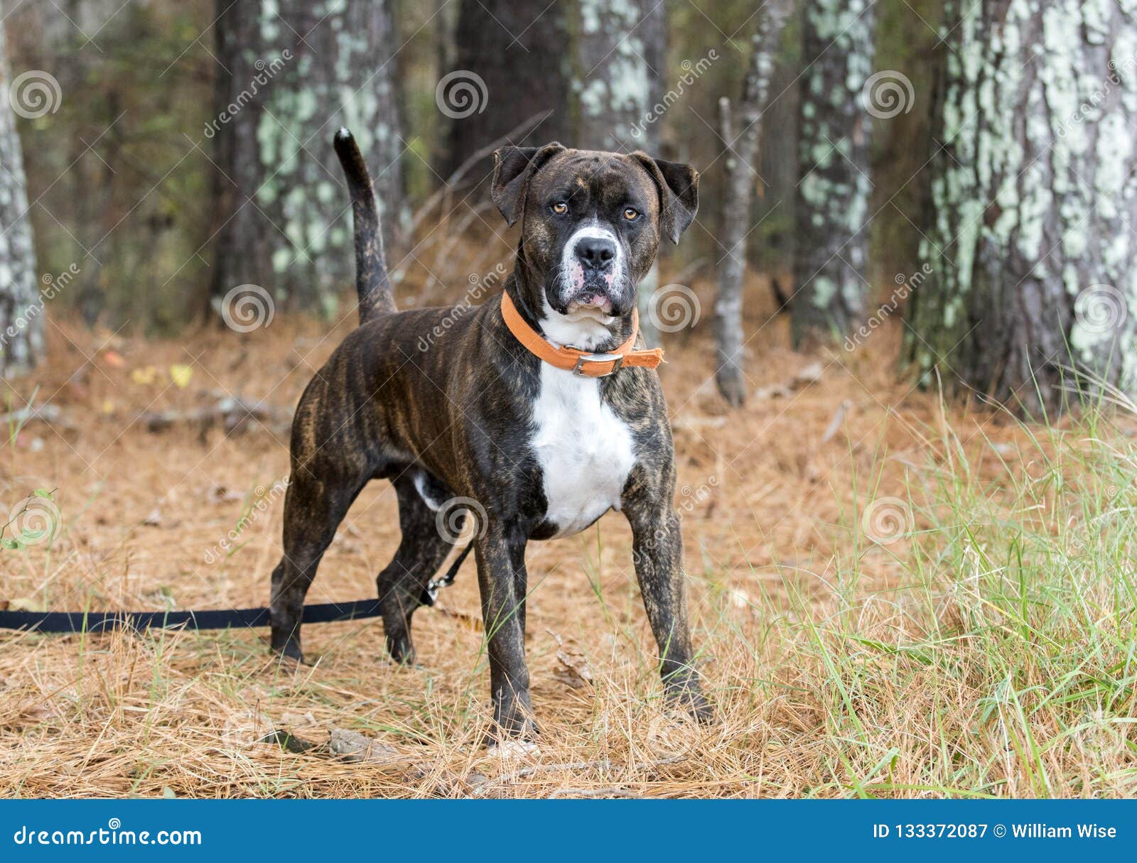 boxer and mastiff