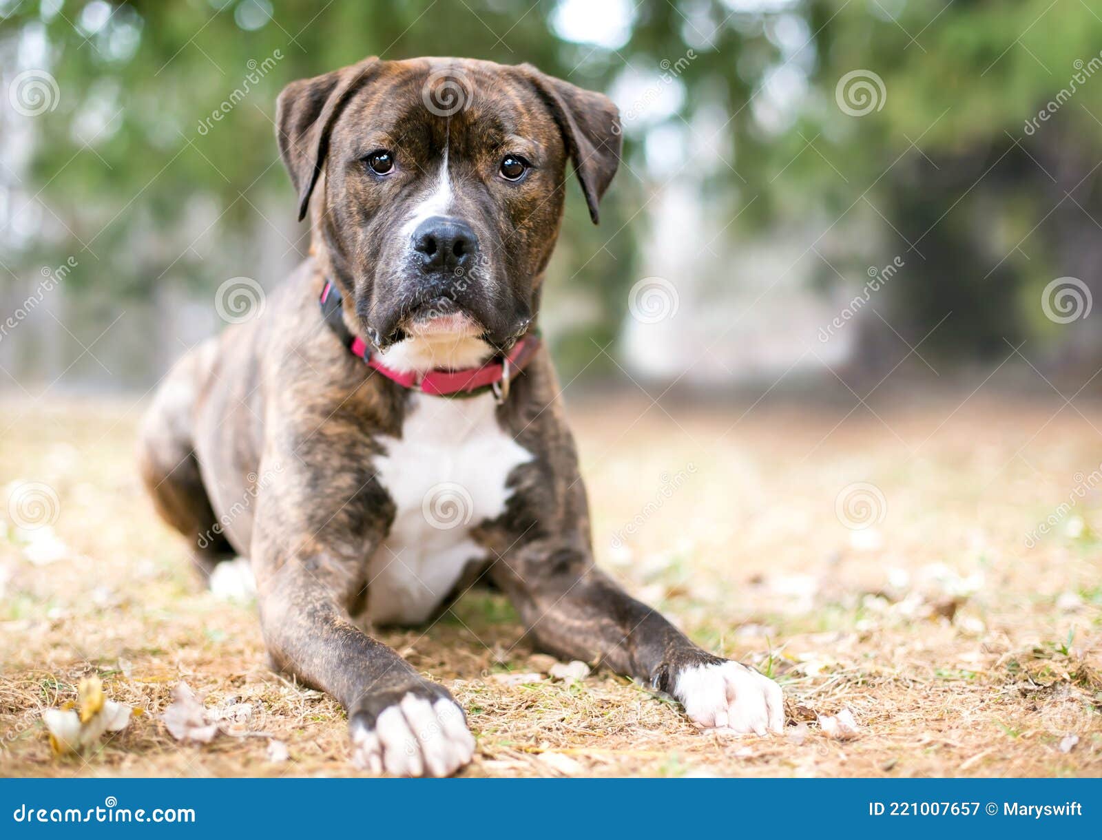 A Brindle Boxer Mixed Breed Dog Lying Down Stock Image Image of relaxing, contact 221007657