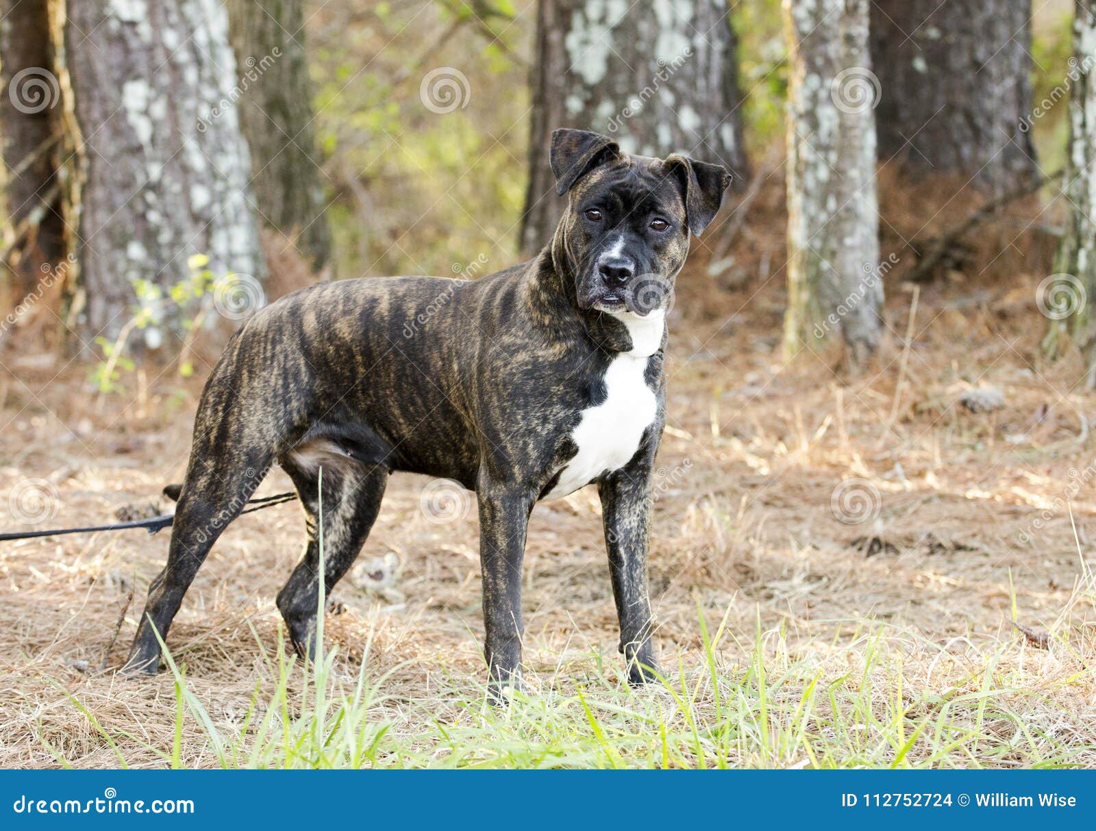 brindle boxer and pitbull mix