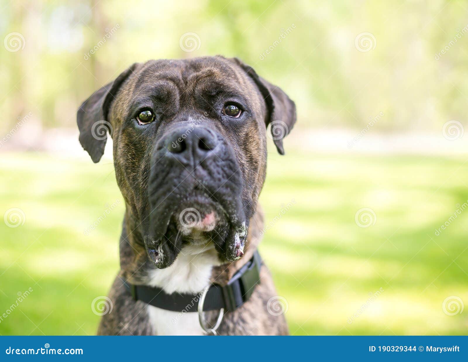 A Brindle Cane Corso American Mixed Breed Dog Photo - Image of grouchy, 190329344
