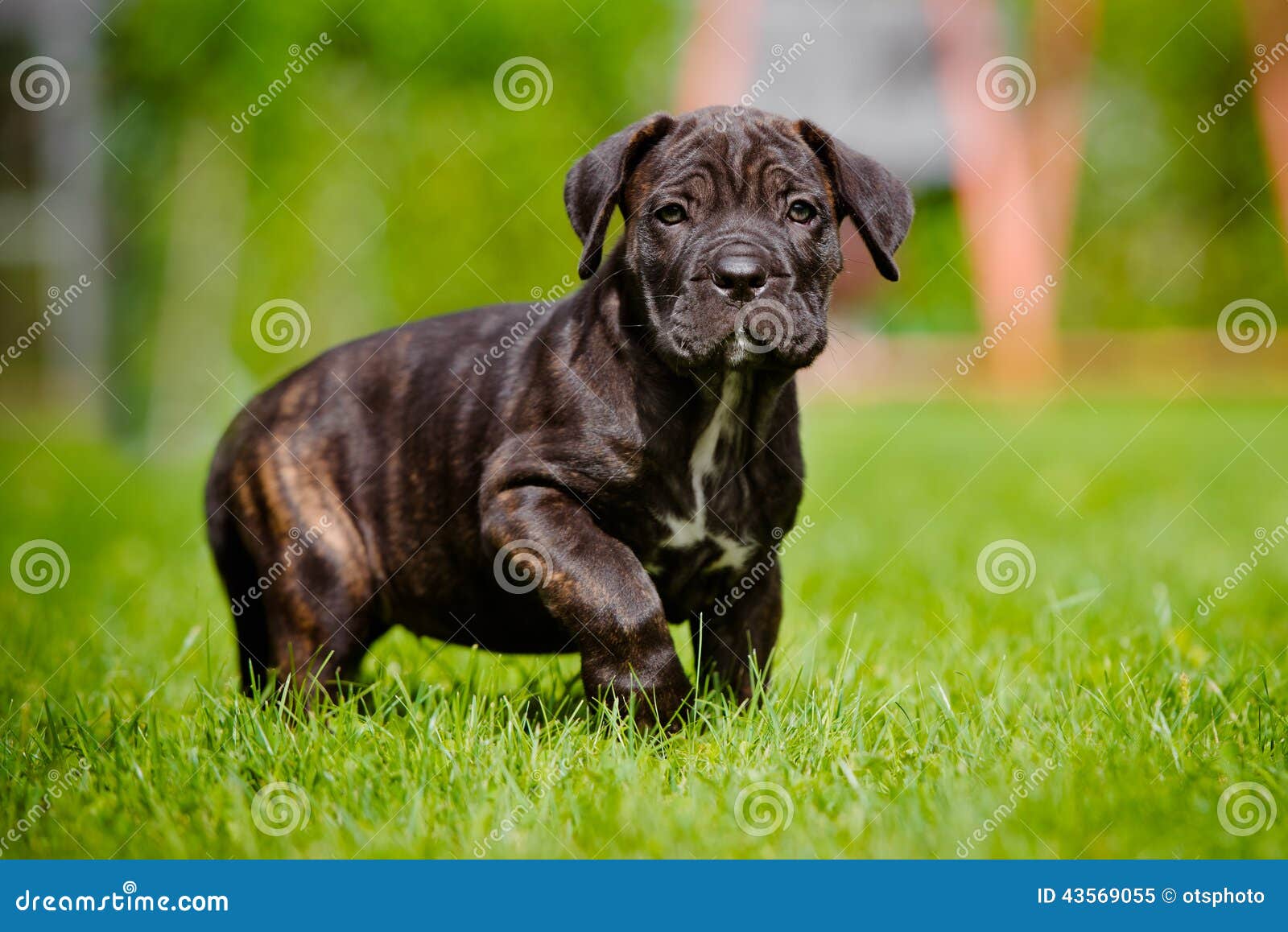 https://thumbs.dreamstime.com/z/brindle-cane-corso-puppy-walking-outdoors-one-month-old-43569055.jpg