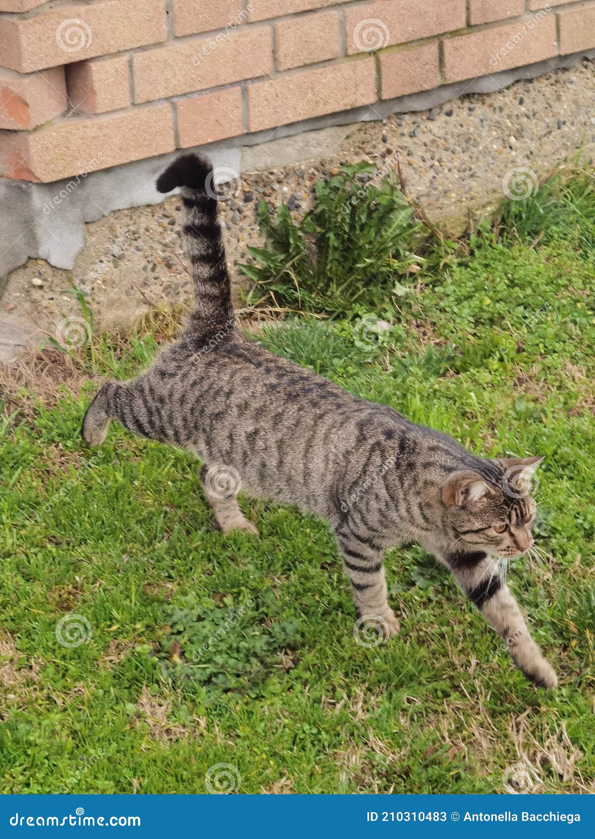 Brindle Cat Coming Out of the Garden Stock Image Image of green