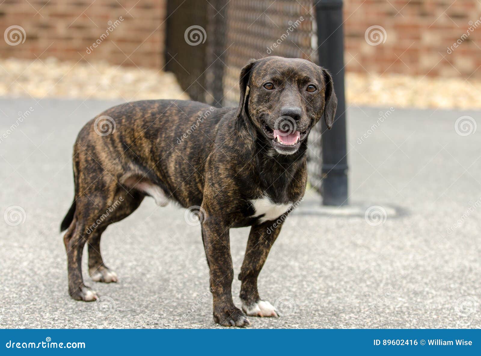 Brindle Dachshund Mixed Breed Dog 