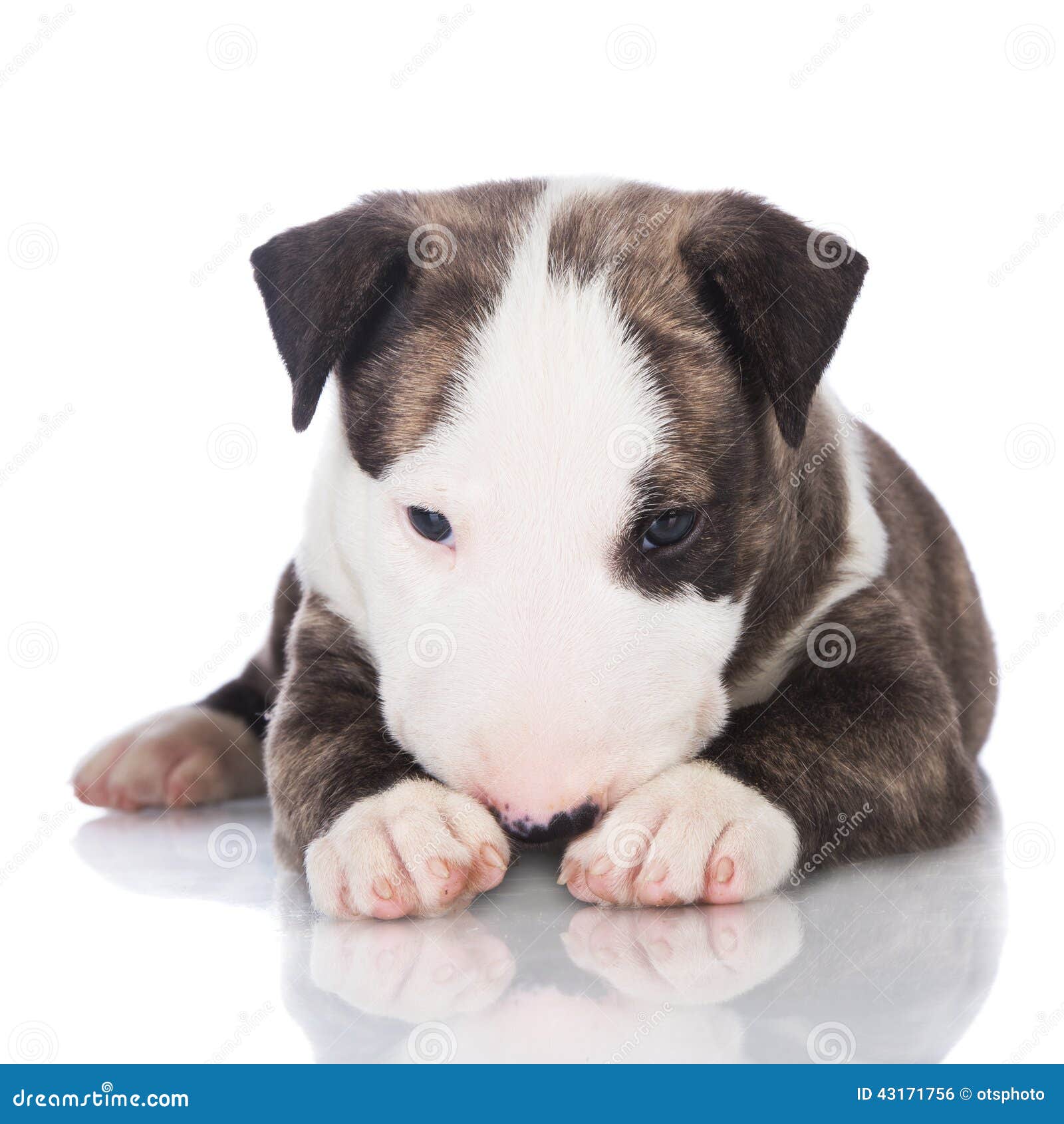 Brindle English Bull Terrier Puppy Stock Photo Image Of Studio Mammal 43171756