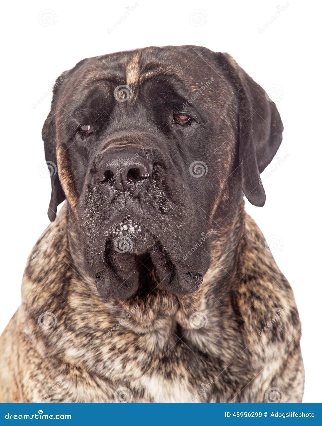 brindle english mastiff dog closeup